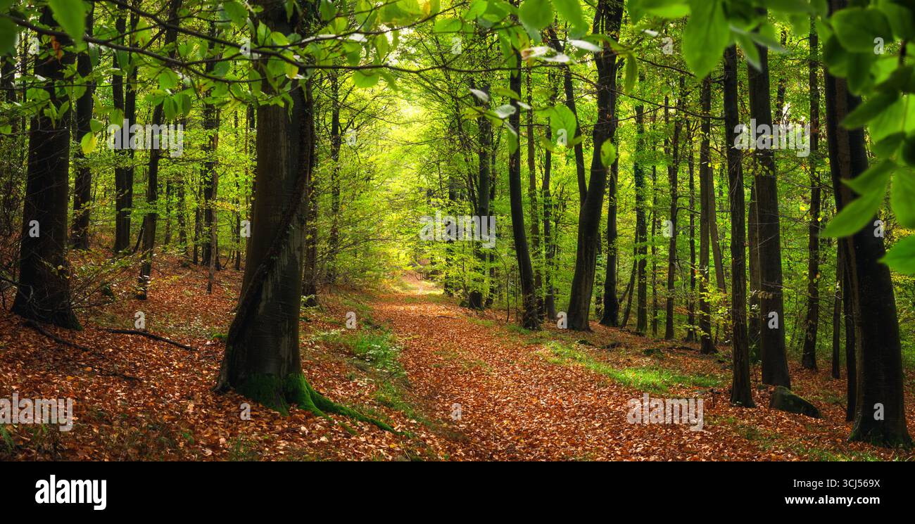 Malerischer Pfad in üppig grünen Buchenwäldern mit ruhigem Sonnenlicht. Die lebendigen natürlichen Farben vermitteln das Gefühl frischer Luft Stockfoto