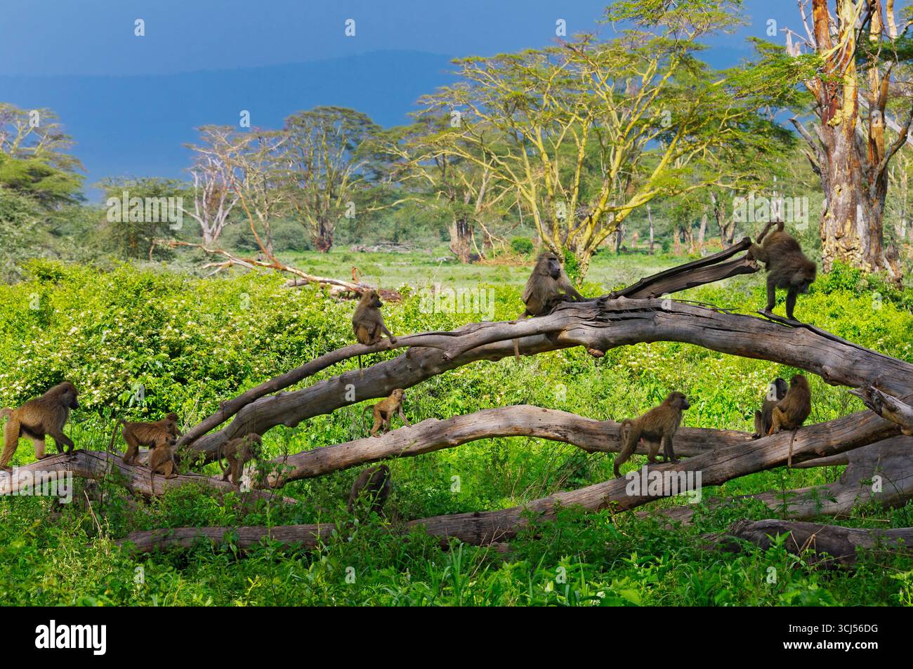 Paviane auf einem umgestürzten Baum, Ngorogoro-Krater Stockfoto
