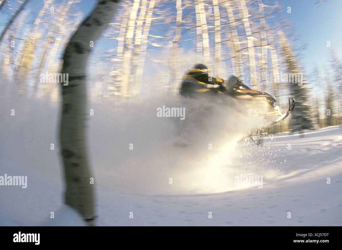 Schneemobilrennen durch die Wälder, wobei überall Schnee fliegt. Stockfoto