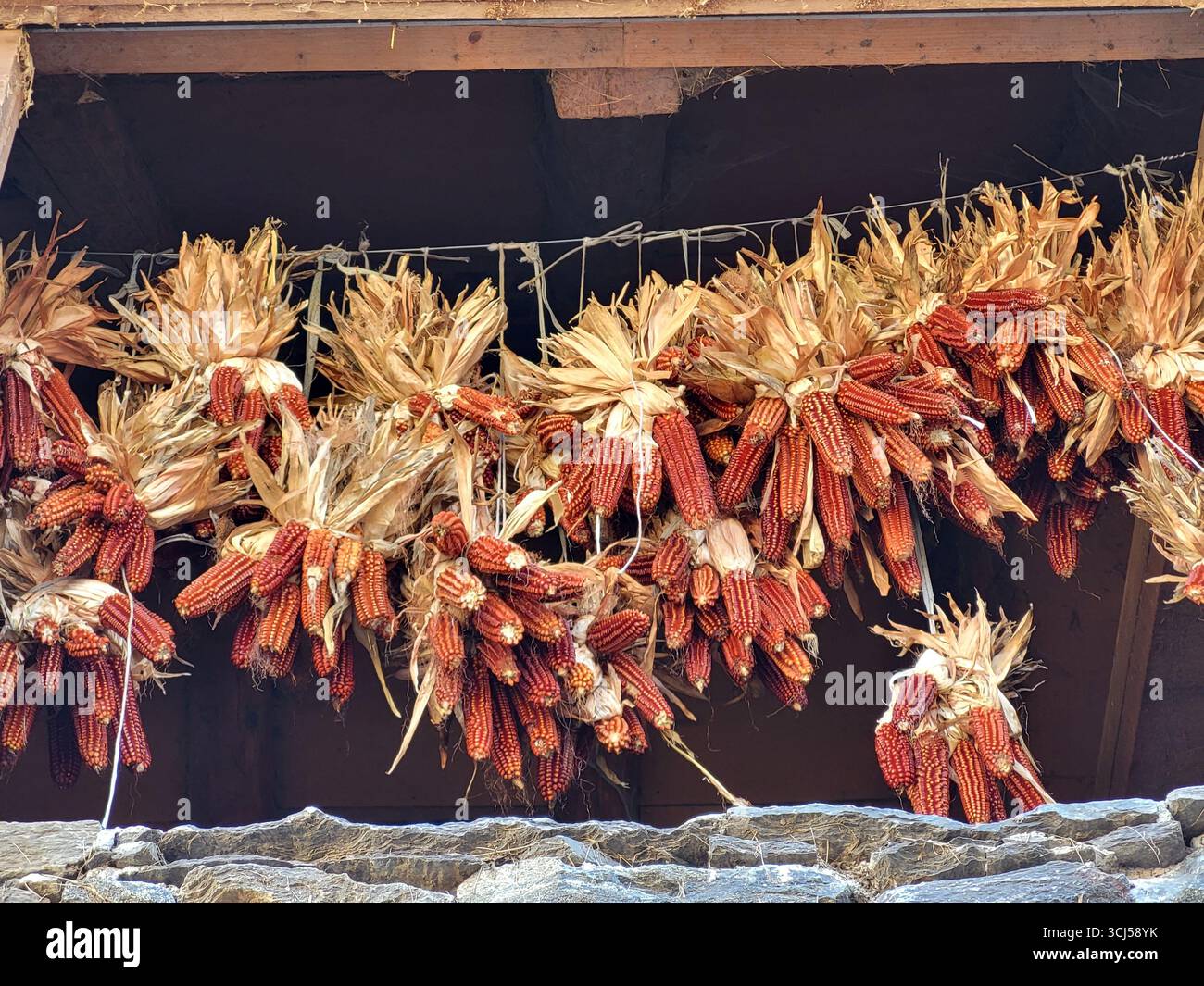 Herbstszene mit zahlreichen roten getrockneten Maiskolben, die zu Bündeln zusammengebunden und in einer Scheune aufgehängt wurden Stockfoto