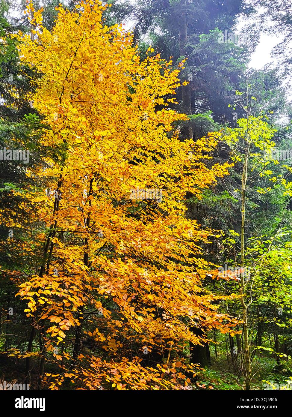 Ein einsamer Baum mit leuchtend goldgelben Blättern ragt in einem dichten Herbstwald hervor, umgeben von grünen Bäumen und Laub Stockfoto