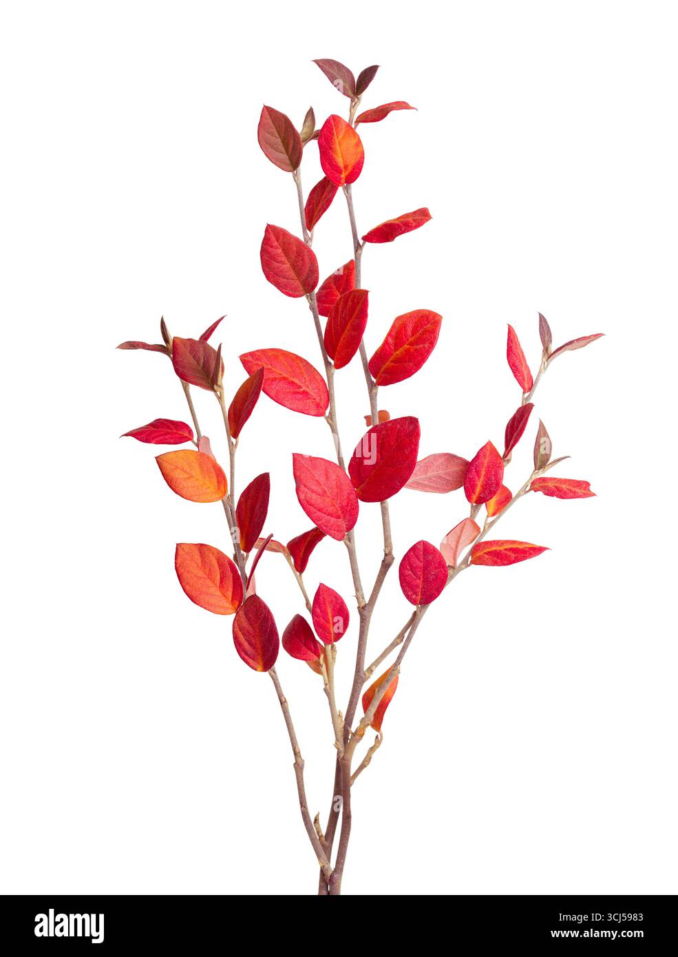 Cotoneaster-Zweige mit bunten Herbstblättern isoliert auf weißem Hintergrund. Stockfoto