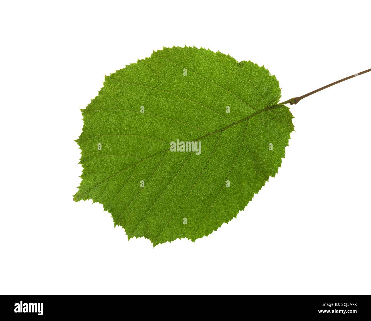 Frisches grünes Blatt von Hasel isoliert auf weißem Hintergrund. Stockfoto