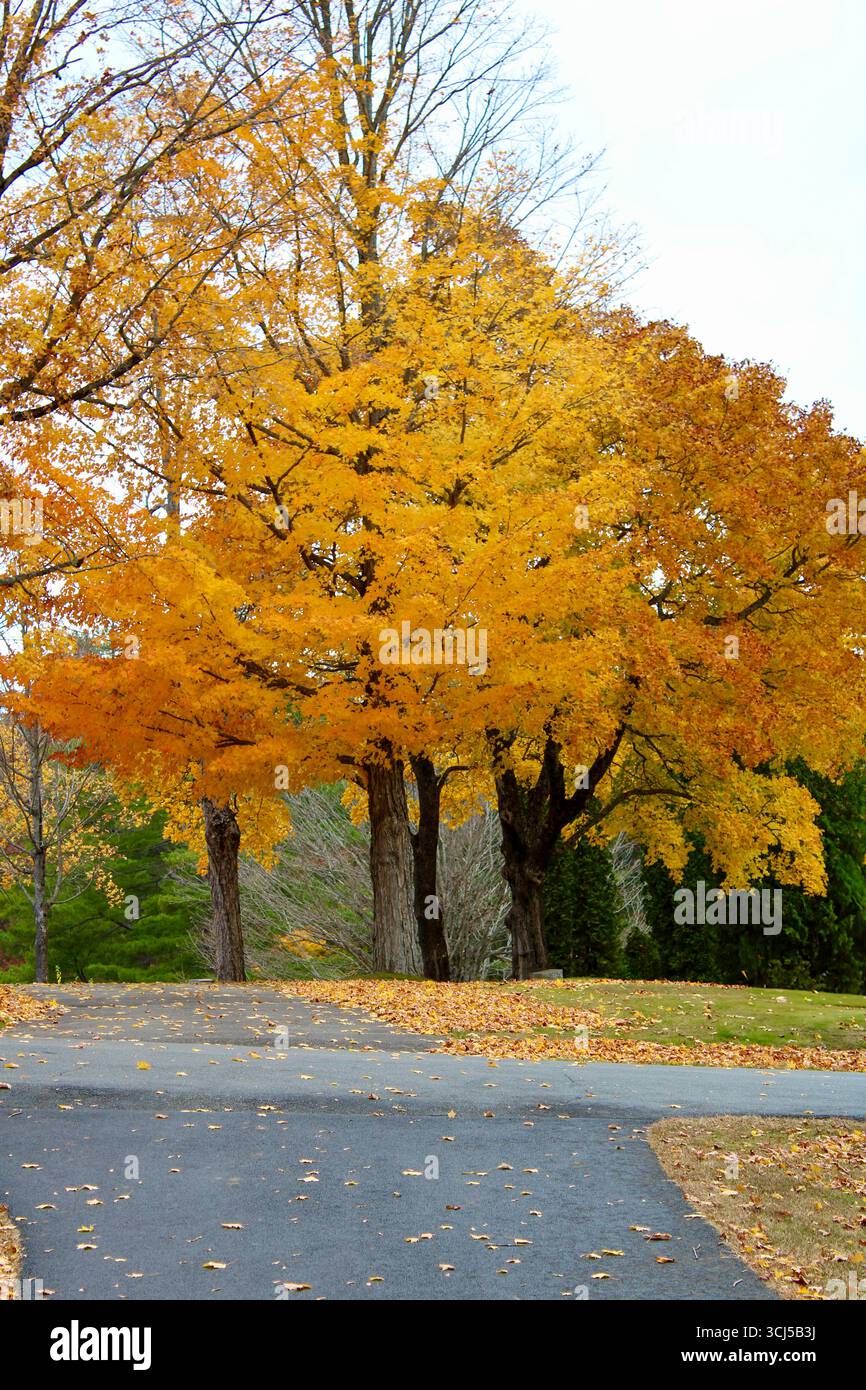 Pfad durch die Wälder umgeben von lebhaftem Herbstlaub Stockfoto