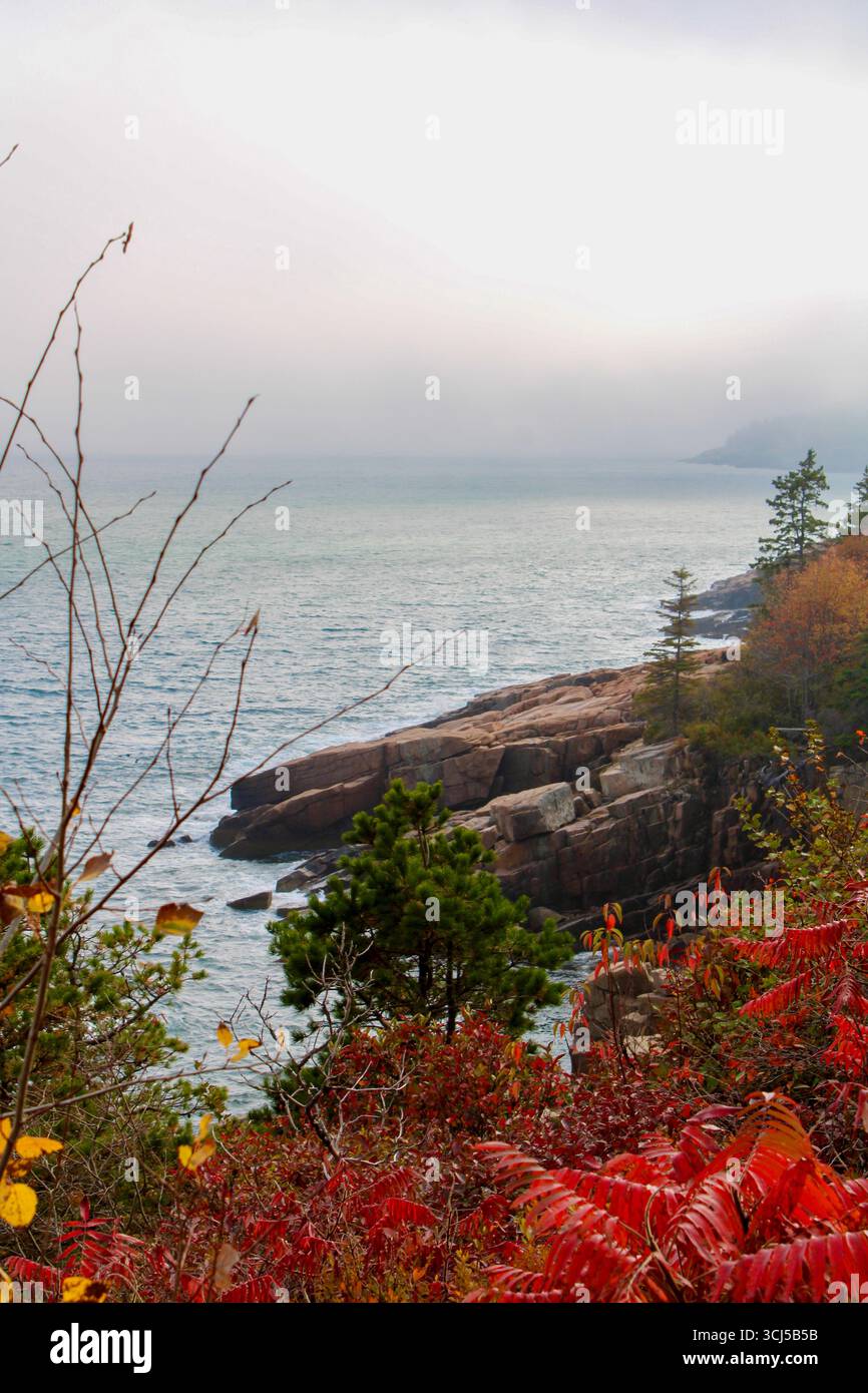 Nebelküste umgeben von Herbstlaub Stockfoto