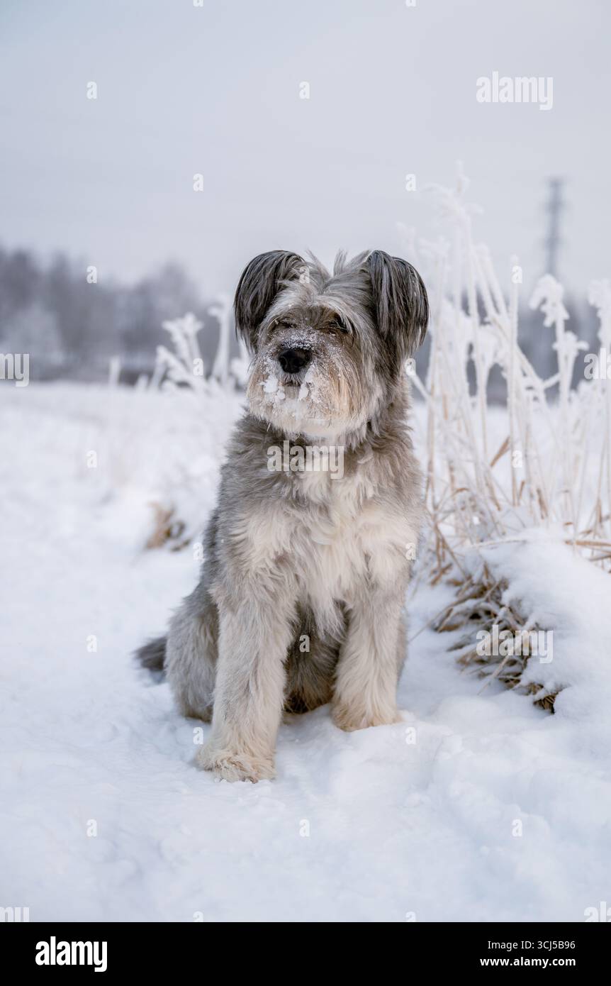 Flauschiger Hund, der auf einem verschneiten Winterfeld mit frostigen Pflanzen sitzt Stockfoto