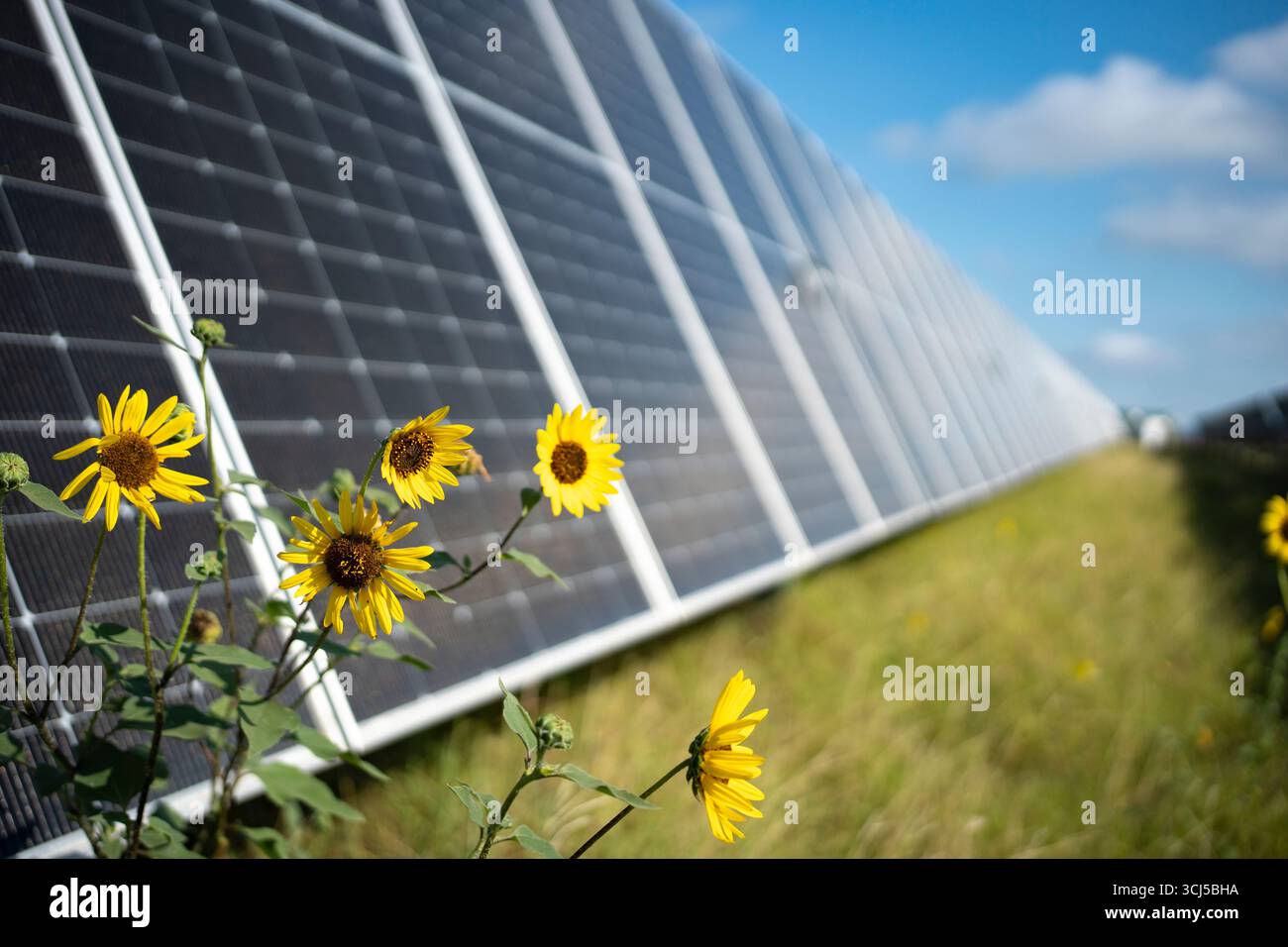 Sonnenblumen zwischen Solarpaneelen in Zentral-Texas Stockfoto