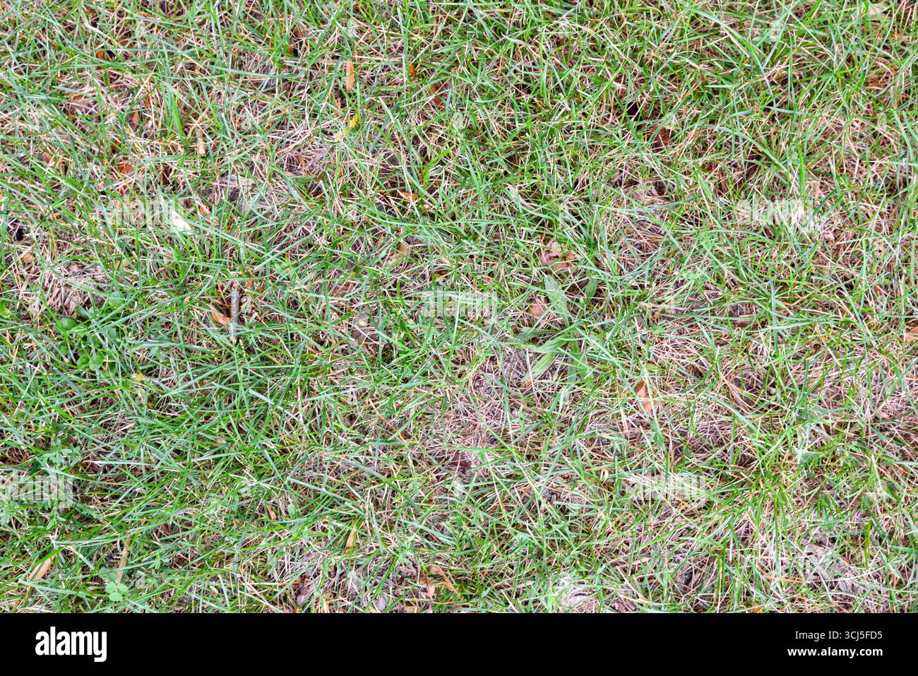 Grasstruktur auf dem Feld mit trockenen grünen und braunen Blättern und anderen Arten von Blättern und Boden auf der Oberseite. Stockfoto