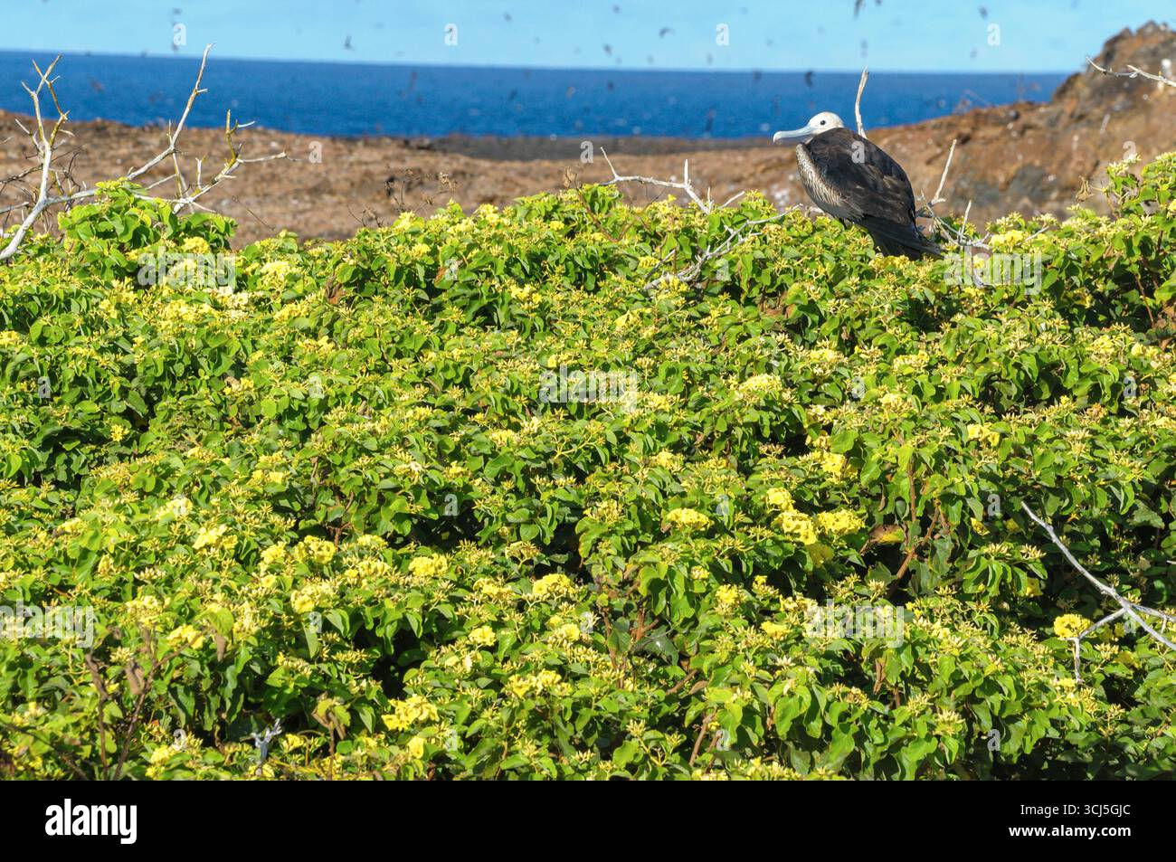 Gelbe Cordia (Cordia lutea) aus Genovesa, Galapagos. Die schwarzen Punkte am Himmel sind Keilrumpelte Sturm-Petrels. Stockfoto