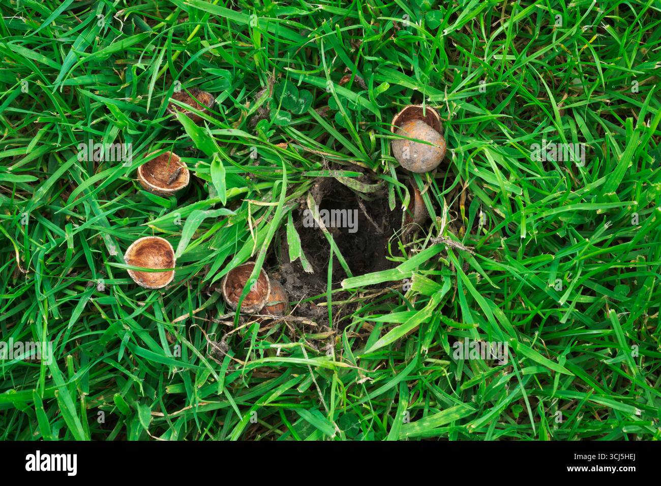 Haselnüsse, die von Eichhörnchen zur Winterlagerung begraben wurden, wurden im Frühjahr des Folgejahres entdeckt und gegessen. Stockfoto