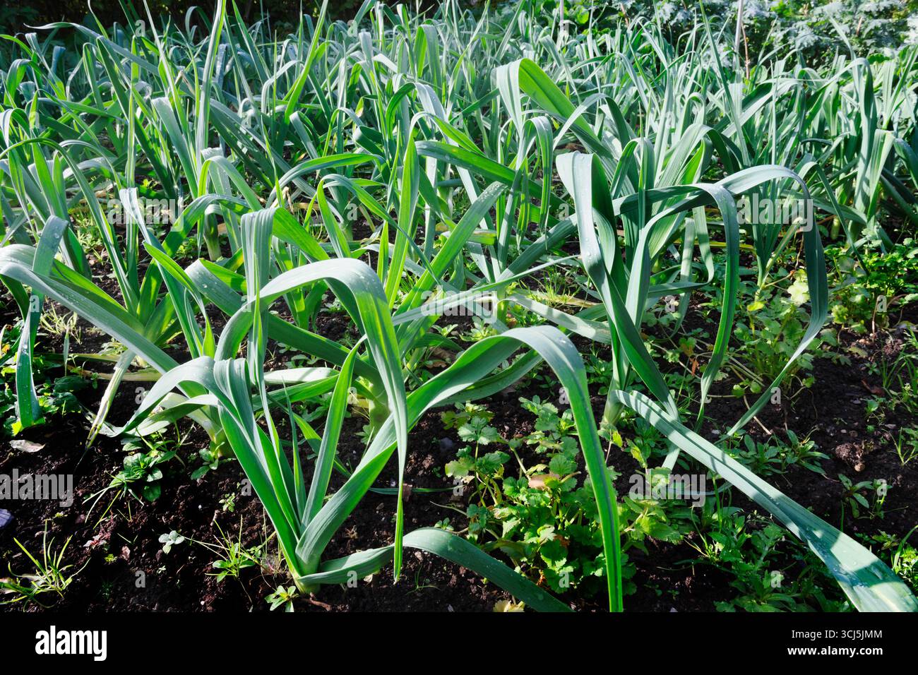 Lauch-Transplantationen, die nach Kartoffelanbau wachsen. Sie sind im Winter und im Frühjahr für den Anbau bereit Stockfoto