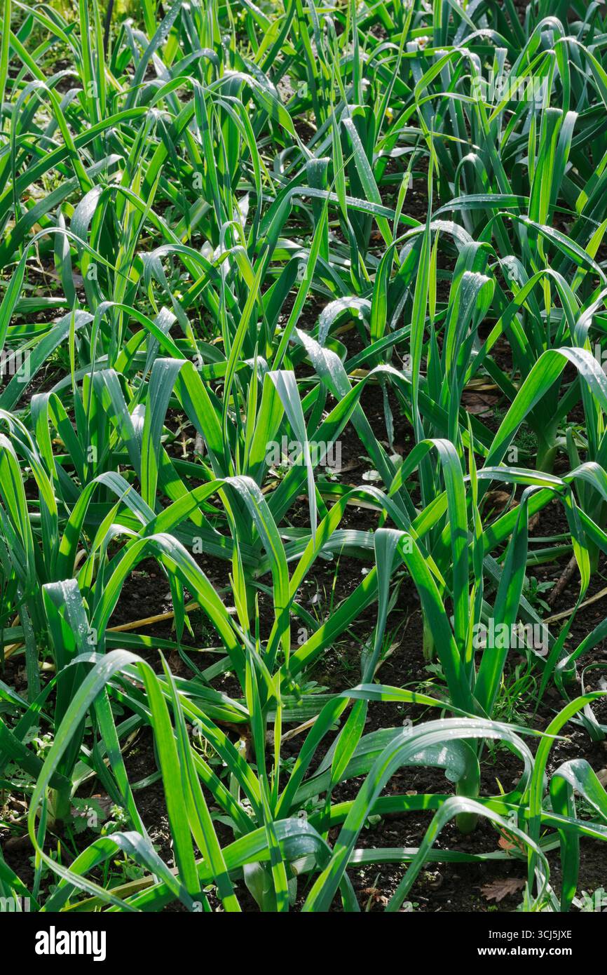 Lauch-Transplantationen, die nach Kartoffelanbau wachsen. Sie sind im Winter und im Frühjahr für den Anbau bereit Stockfoto