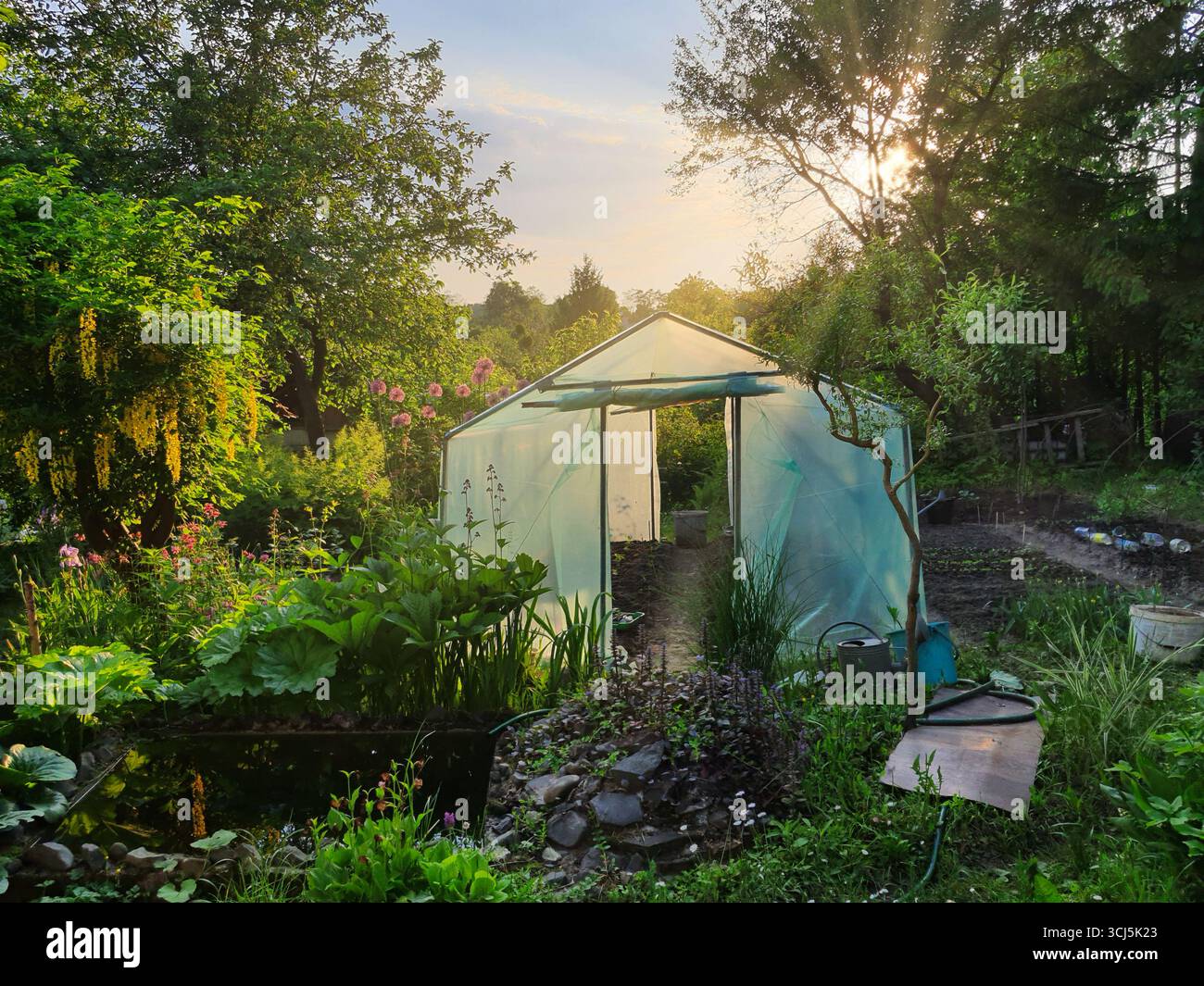 Am frühen Abend strömt das Sonnenlicht durch ein transparentes Gewächshaus und beleuchtet lebendige Pflanzen und Blumen in einem üppigen Garten. Stockfoto