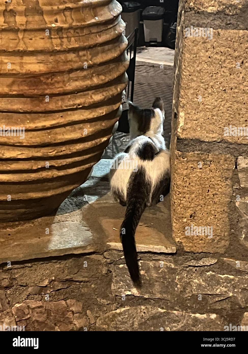 Kätzchen in Kardamyli, Griechenland Stockfoto