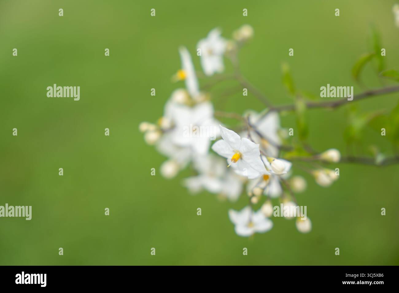 Kleine weiße Blüten blühen auf schlanken Zweigen. Ihre hellen Mittelpunkte heben sich vom grünen Hintergrund ab. Stockfoto