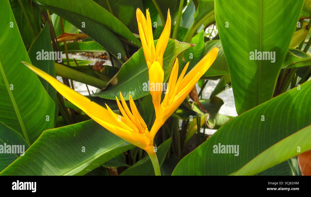 Nahaufnahme einer leuchtenden gelben Helikonia-Blume zwischen üppigen tropischen Blättern in einer Gartenumgebung. Stockfoto