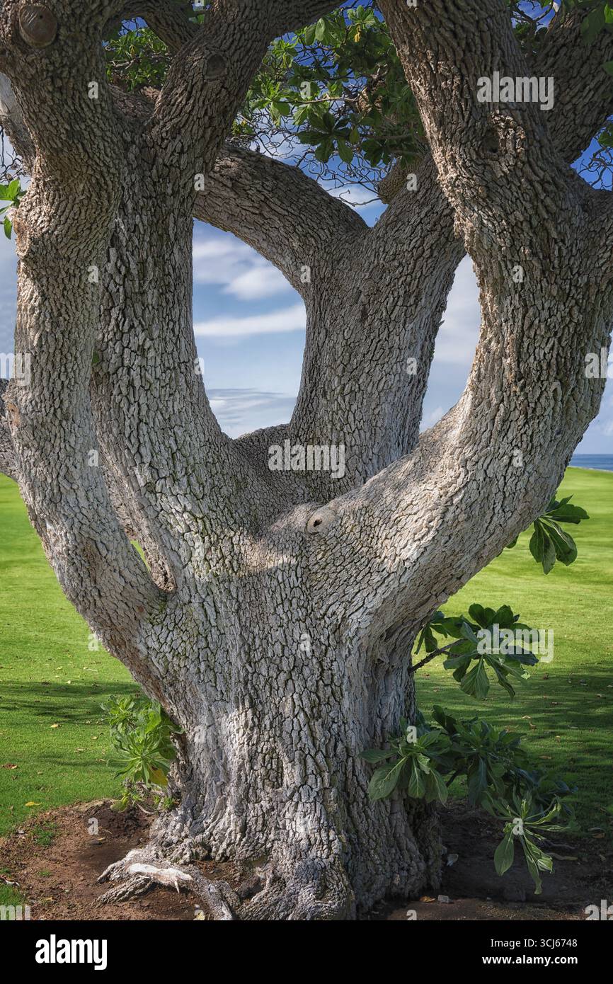 Heliotropenbaum auf dem Golfplatz. Hawaii Die Große Insel Stockfoto