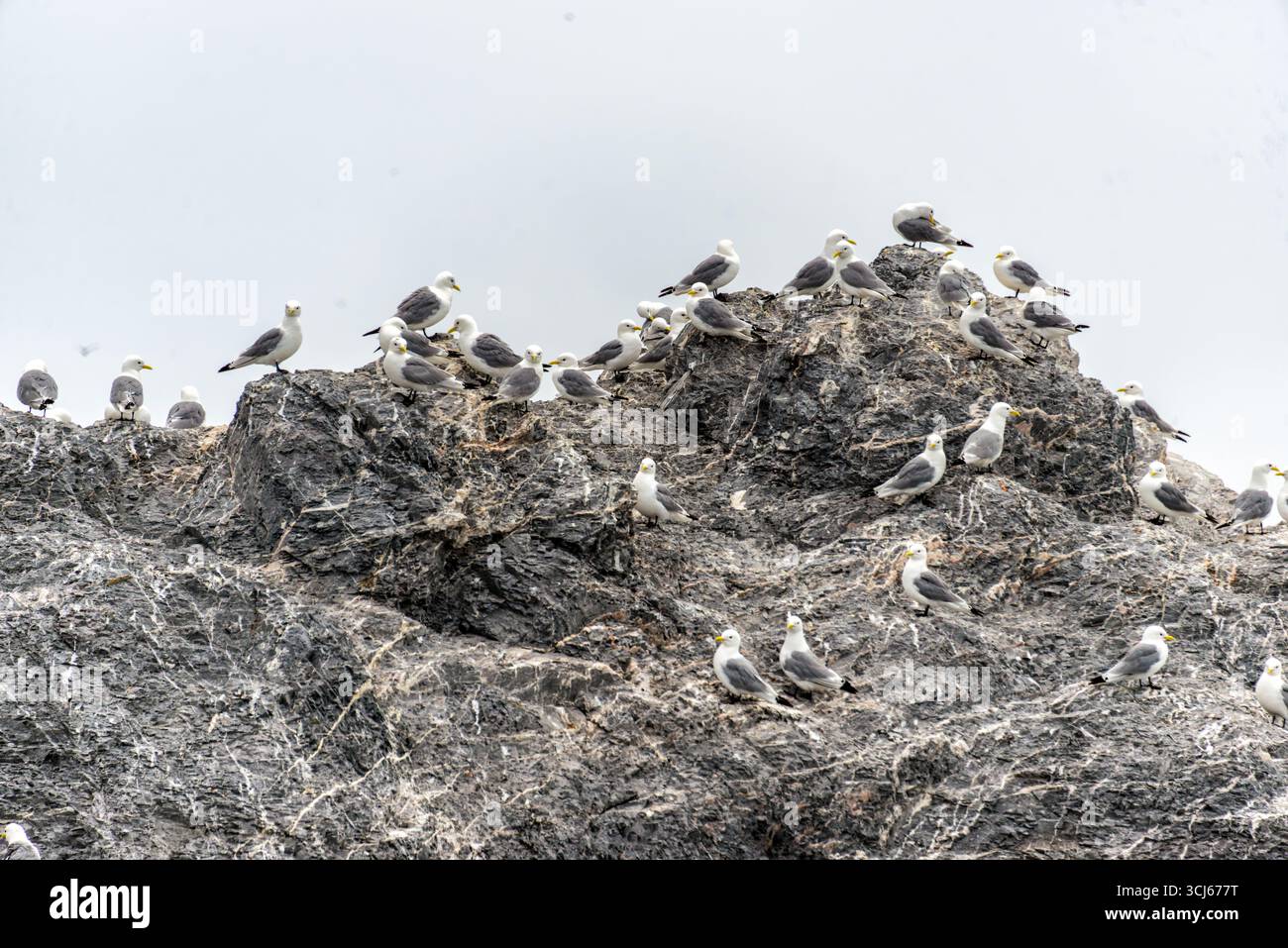 Kittiwake Gulls on Rock Face Hornsund Svalbard Norwegen // HORNSUND, SVALBARD UND JAN MAYEN — Eine Kolonie von Kittiwake Möwen (Rissa tridactyla) liegt auf einer felsigen Klippe in Hornsund, Svalbard. Diese Seevögel zeichnen sich durch ihr weißes Gefieder, ihre grauen Rücken und ihre gelben Schellen aus. Kittiwakes sind in der Arktis und im Nordatlantik weit verbreitet und nisten oft in großen Kolonien auf Küstenklippen und Inseln. Hornsund ist ein Fjord an der Südküste Spitzbergens, der größten Insel im Svalbard-Archipel, bekannt für ihre dramatischen Landschaften und ihre reiche Tierwelt. Svalbard ist ein archip Stockfoto