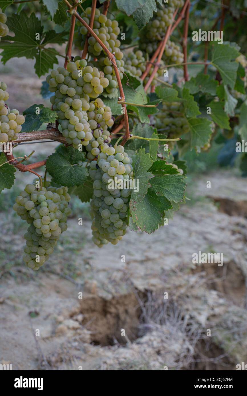 Detaillierte Ansicht von weißen Traubengruppen, umgeben von strukturierten Weinblättern mit natürlichen gezackten Kanten. Die kompakten Bündel zeigen die Charakteristika an Stockfoto