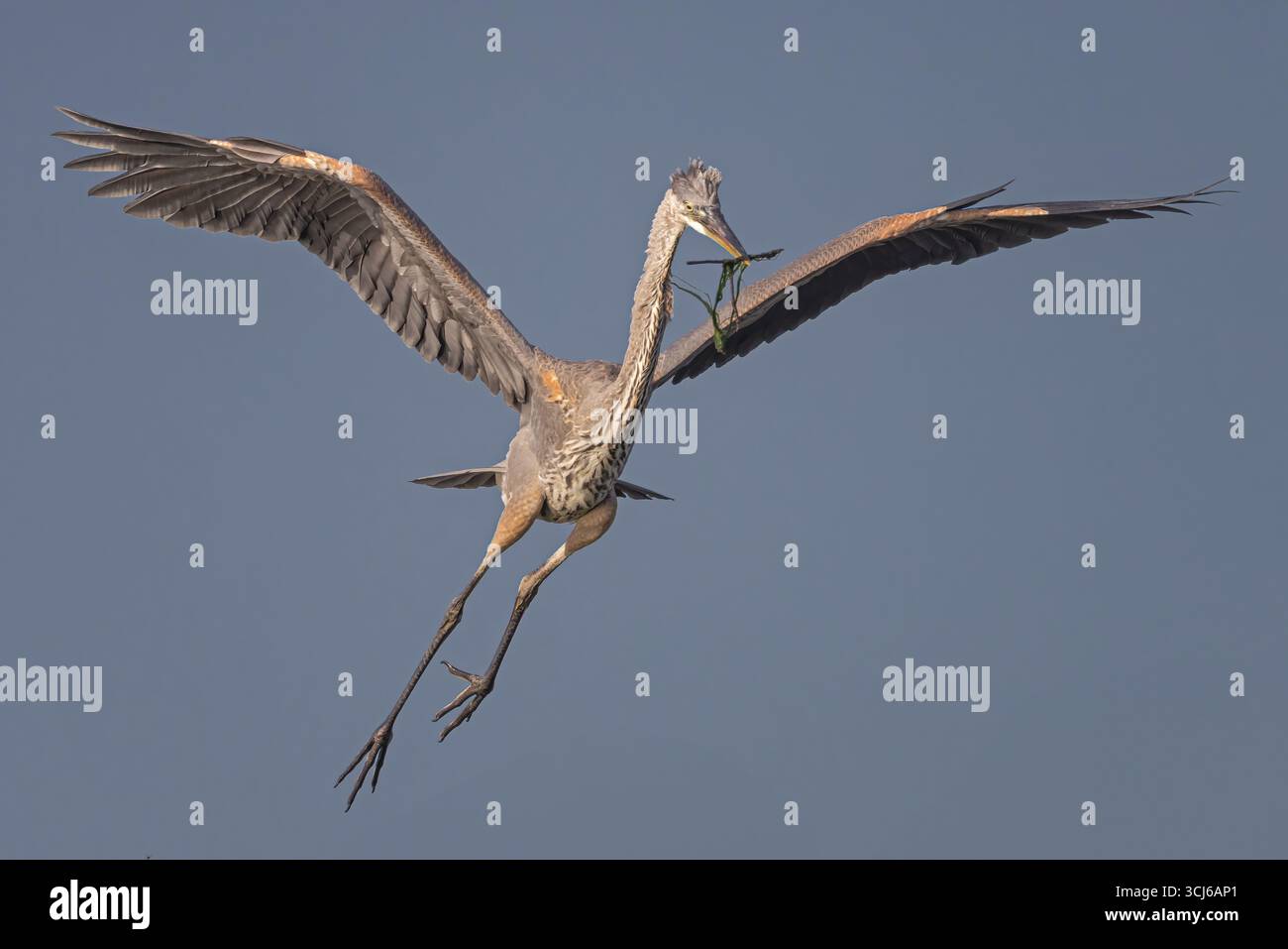 Großer Blaureiher im Flug mit Nistmaterial Stockfoto
