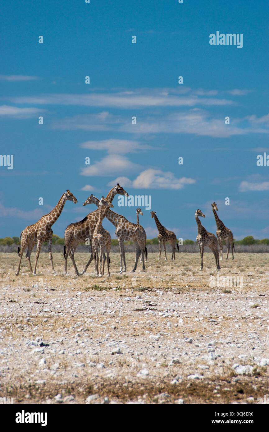 Ein Turm (Herde) der Giraffen grasen auf der Wüstenlandschaft von Etosha Nationalpark, Namibia. Stockfoto