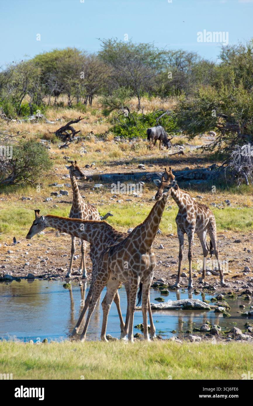 Giraffen Trinken an einem Wasserloch im Etosha National Park, Namibia. Stockfoto