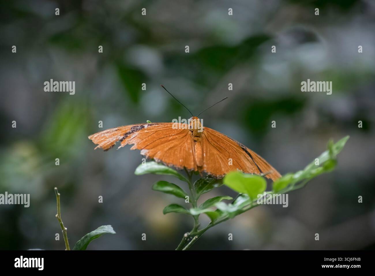 Dryas iulia (oft falsch geschrieben julia) der Gattung Dryas. Gemeinhin als Julia-Schmetterling, Julia helikonisch, Flambeau oder Flambeau bezeichnet. Stockfoto