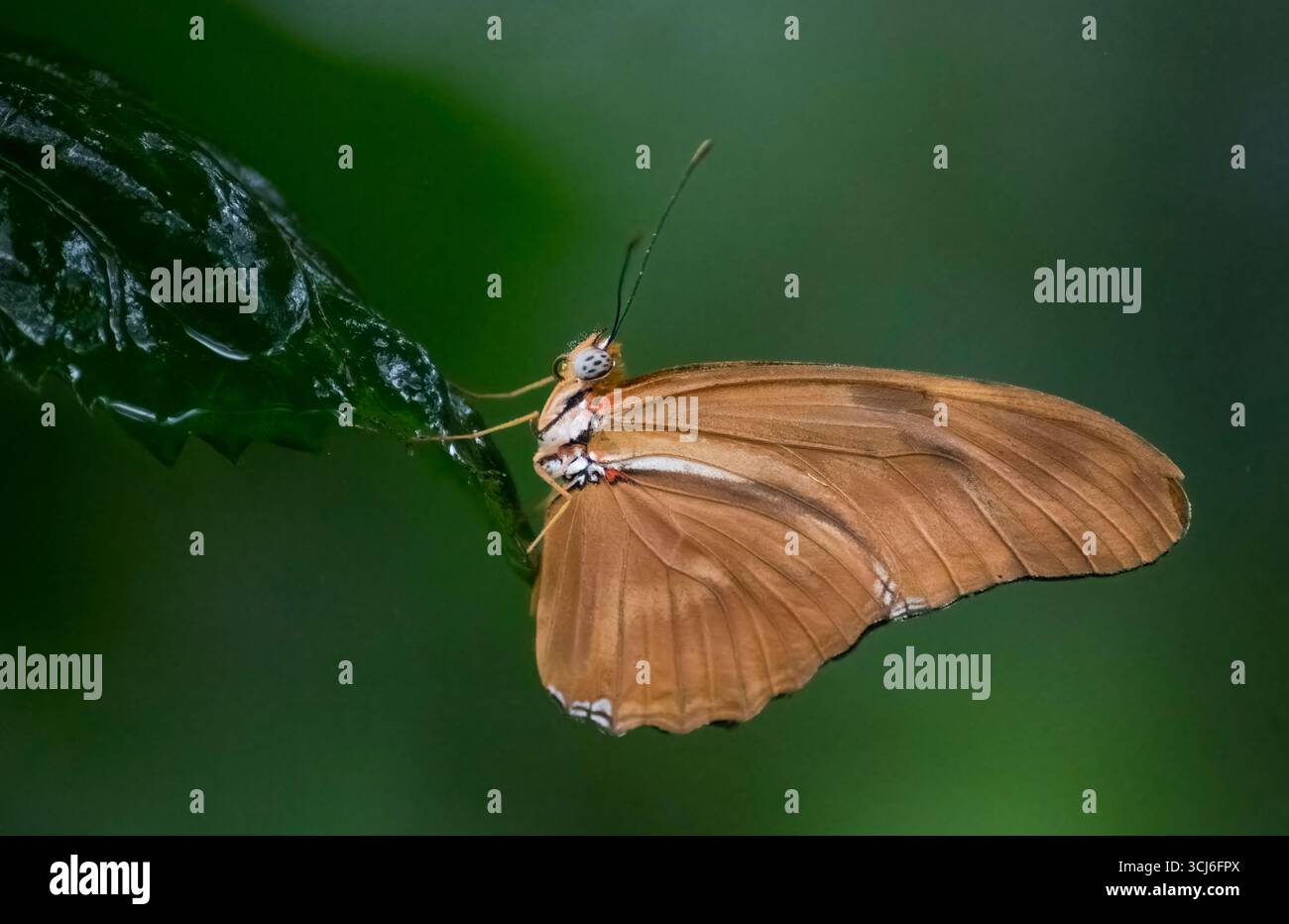 Dryas iulia (oft falsch geschrieben julia) der Gattung Dryas. Gemeinhin als Julia-Schmetterling, Julia helikonisch, Flambeau oder Flambeau bezeichnet. Stockfoto