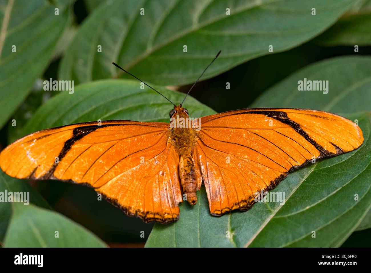 Dryas iulia (oft falsch geschrieben julia) der Gattung Dryas. Gemeinhin als Julia-Schmetterling, Julia helikonisch, Flambeau oder Flambeau bezeichnet. Stockfoto