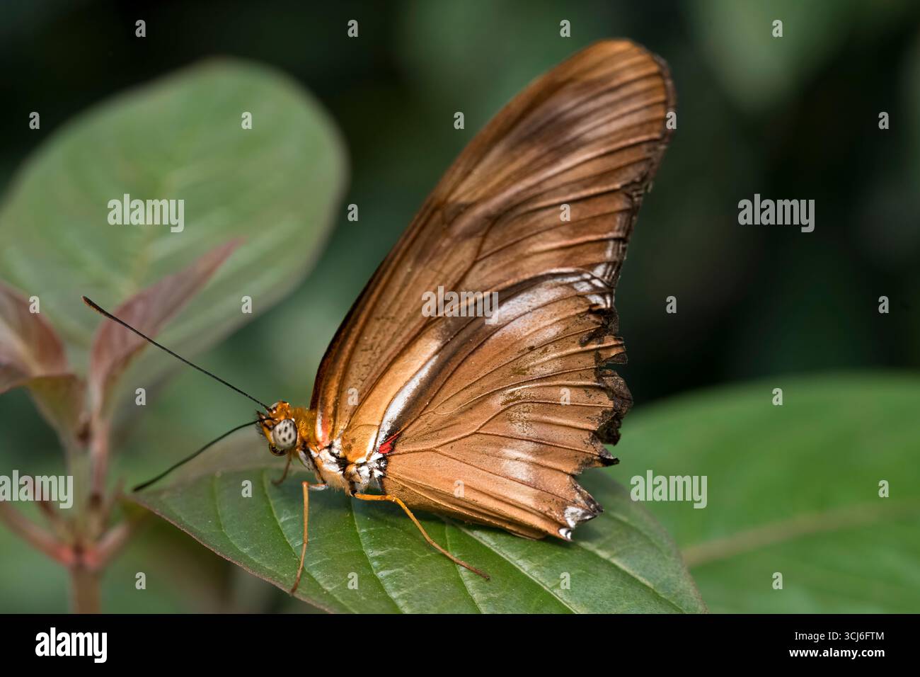 Dryas iulia (oft falsch geschrieben julia) der Gattung Dryas. Gemeinhin als Julia-Schmetterling, Julia helikonisch, Flambeau oder Flambeau bezeichnet. Stockfoto