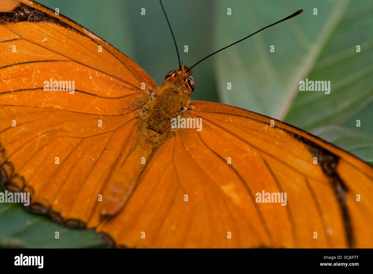 Dryas iulia (oft falsch geschrieben julia) der Gattung Dryas. Gemeinhin als Julia-Schmetterling, Julia helikonisch, Flambeau oder Flambeau bezeichnet. Stockfoto