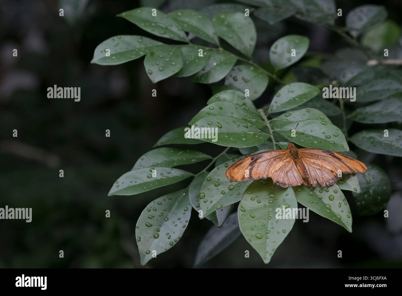Dryas iulia (oft falsch geschrieben julia) der Gattung Dryas. Gemeinhin als Julia-Schmetterling, Julia helikonisch, Flambeau oder Flambeau bezeichnet. Stockfoto