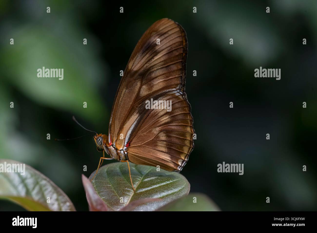Dryas iulia (oft falsch geschrieben julia) der Gattung Dryas. Gemeinhin als Julia-Schmetterling, Julia helikonisch, Flambeau oder Flambeau bezeichnet. Stockfoto