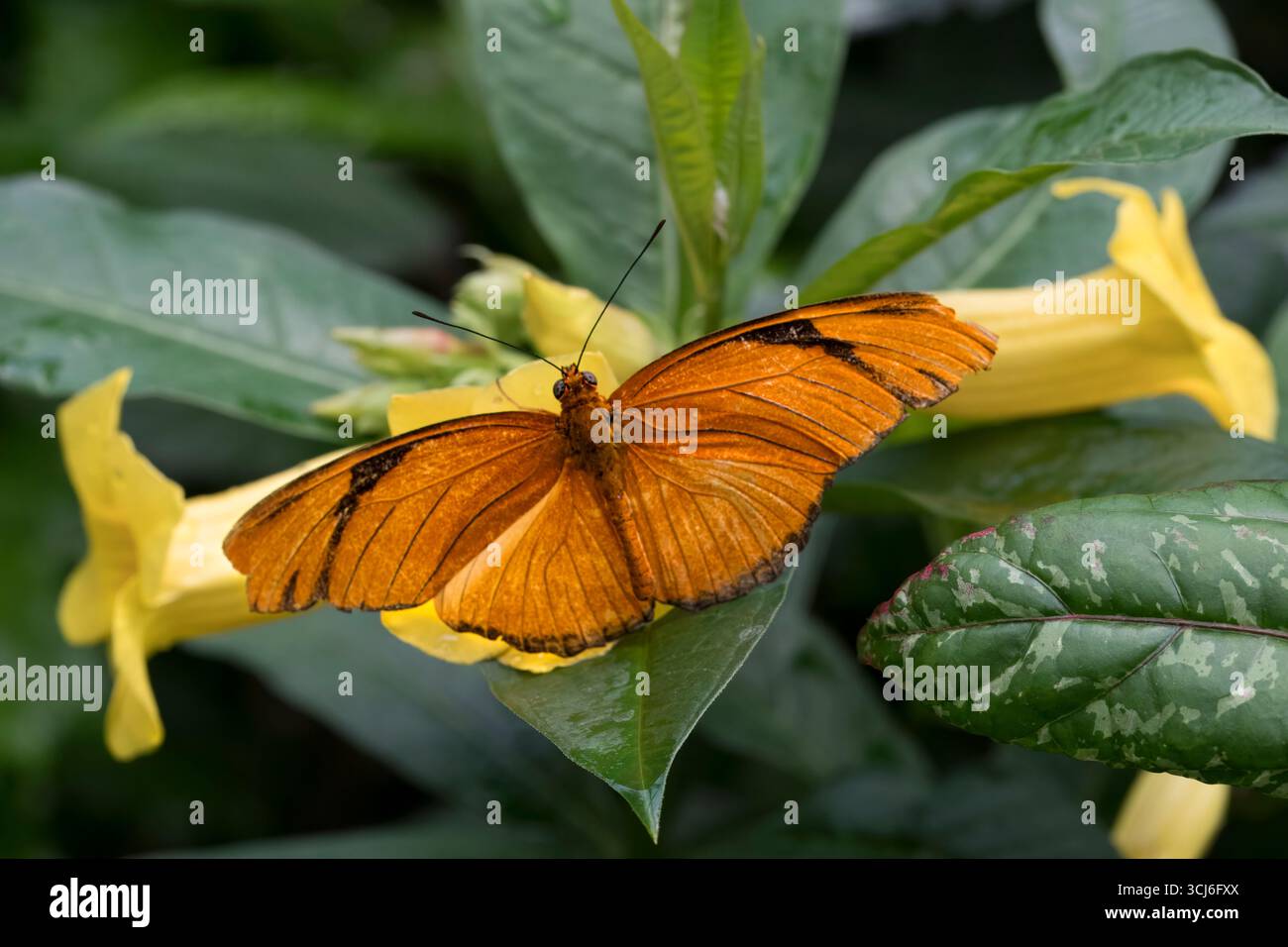 Dryas iulia (oft falsch geschrieben julia) der Gattung Dryas. Gemeinhin als Julia-Schmetterling, Julia helikonisch, Flambeau oder Flambeau bezeichnet. Stockfoto
