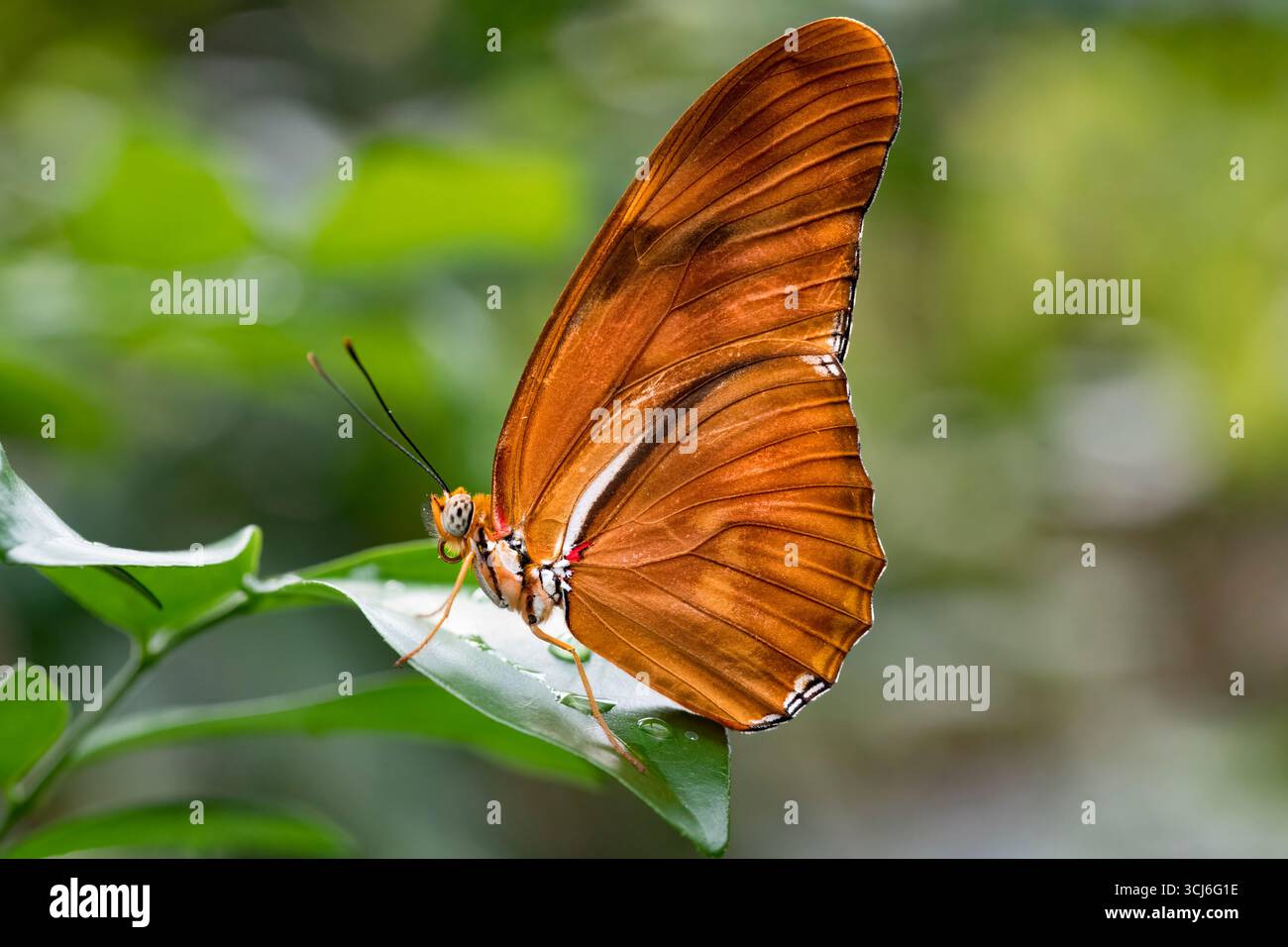Dryas iulia (oft falsch geschrieben julia) der Gattung Dryas. Gemeinhin als Julia-Schmetterling, Julia helikonisch, Flambeau oder Flambeau bezeichnet. Stockfoto