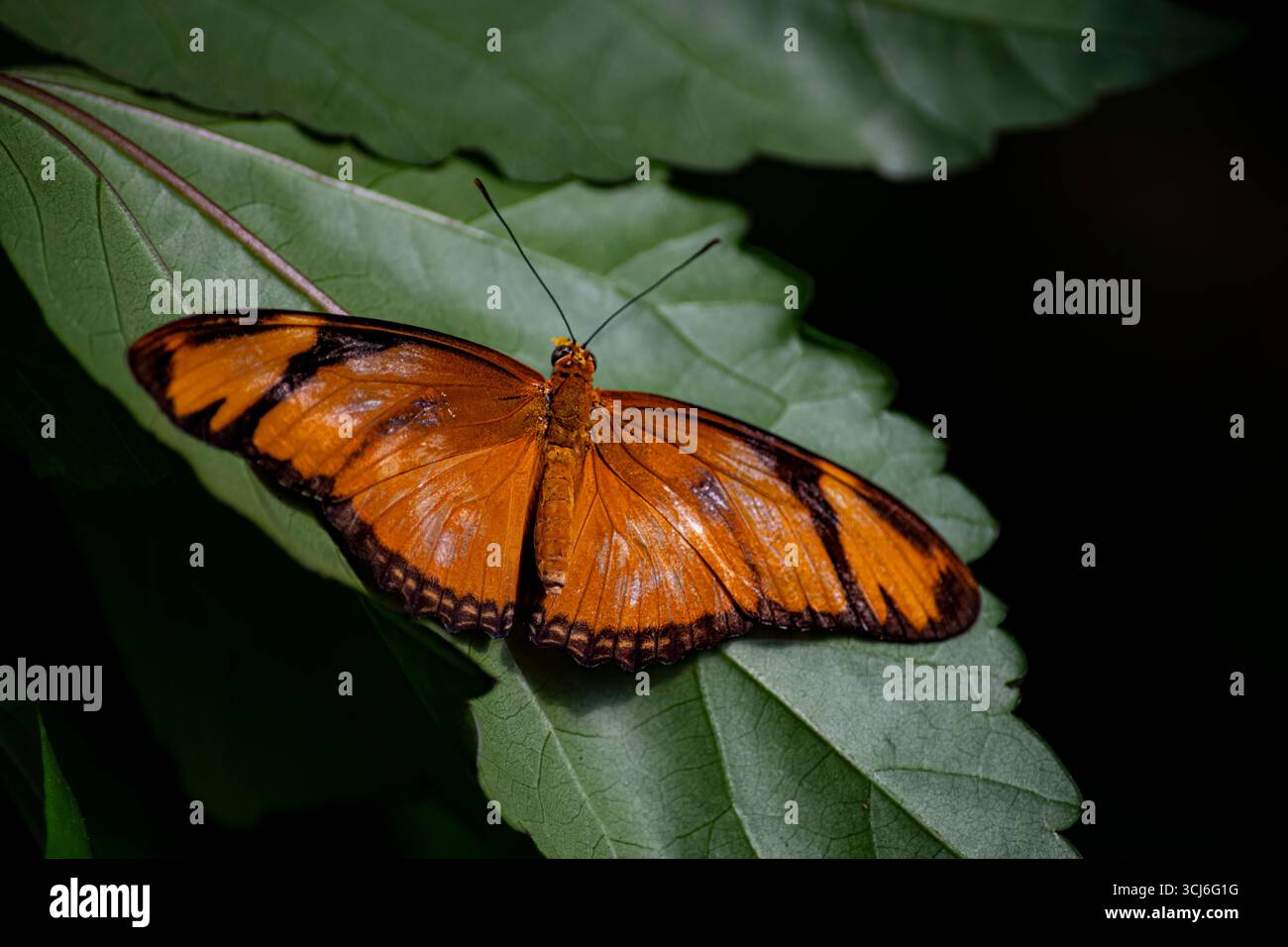 Dryas iulia (oft falsch geschrieben julia) der Gattung Dryas. Gemeinhin als Julia-Schmetterling, Julia helikonisch, Flambeau oder Flambeau bezeichnet. Stockfoto