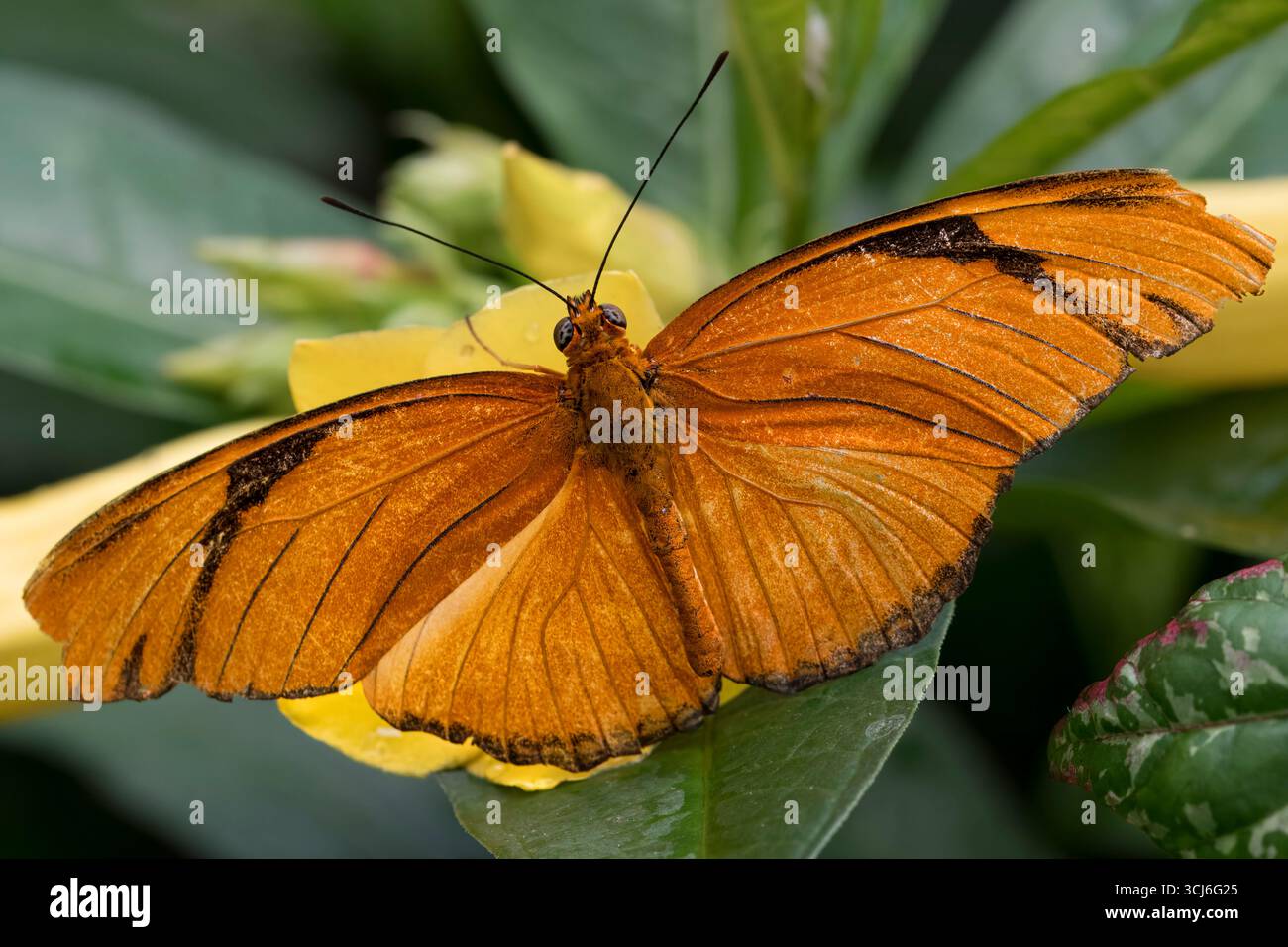 Dryas iulia (oft falsch geschrieben julia) der Gattung Dryas. Gemeinhin als Julia-Schmetterling, Julia helikonisch, Flambeau oder Flambeau bezeichnet. Stockfoto