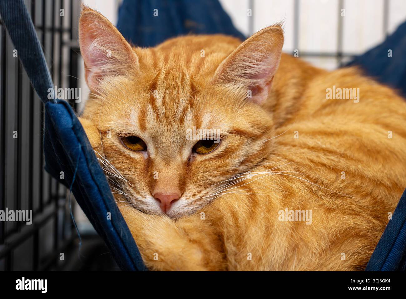 Eine entzückende orangene Tabby-Katze, die sich in einer gemütlichen Hängematte zusammengerollt und entspannt hat, zeigt ihr lebendiges Fell und ihren ruhigen Ausdruck. Stockfoto
