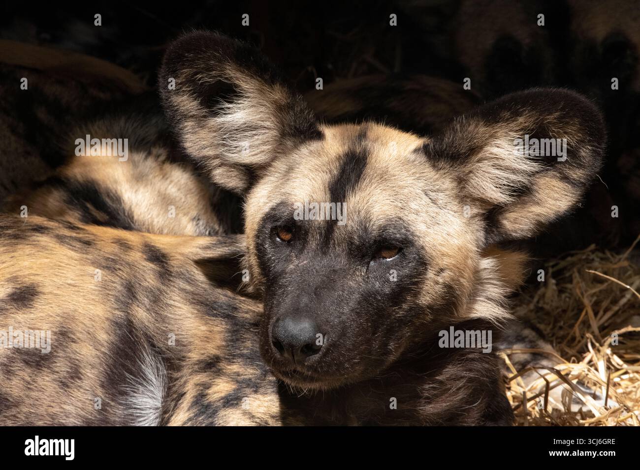 Der afrikanische Wildhund (Lycaon pictus), auch Painted Dog and Cape Hunting Dog genannt, ein wilder Hund, der in Afrika südlich der Sahara beheimatet ist. Stockfoto