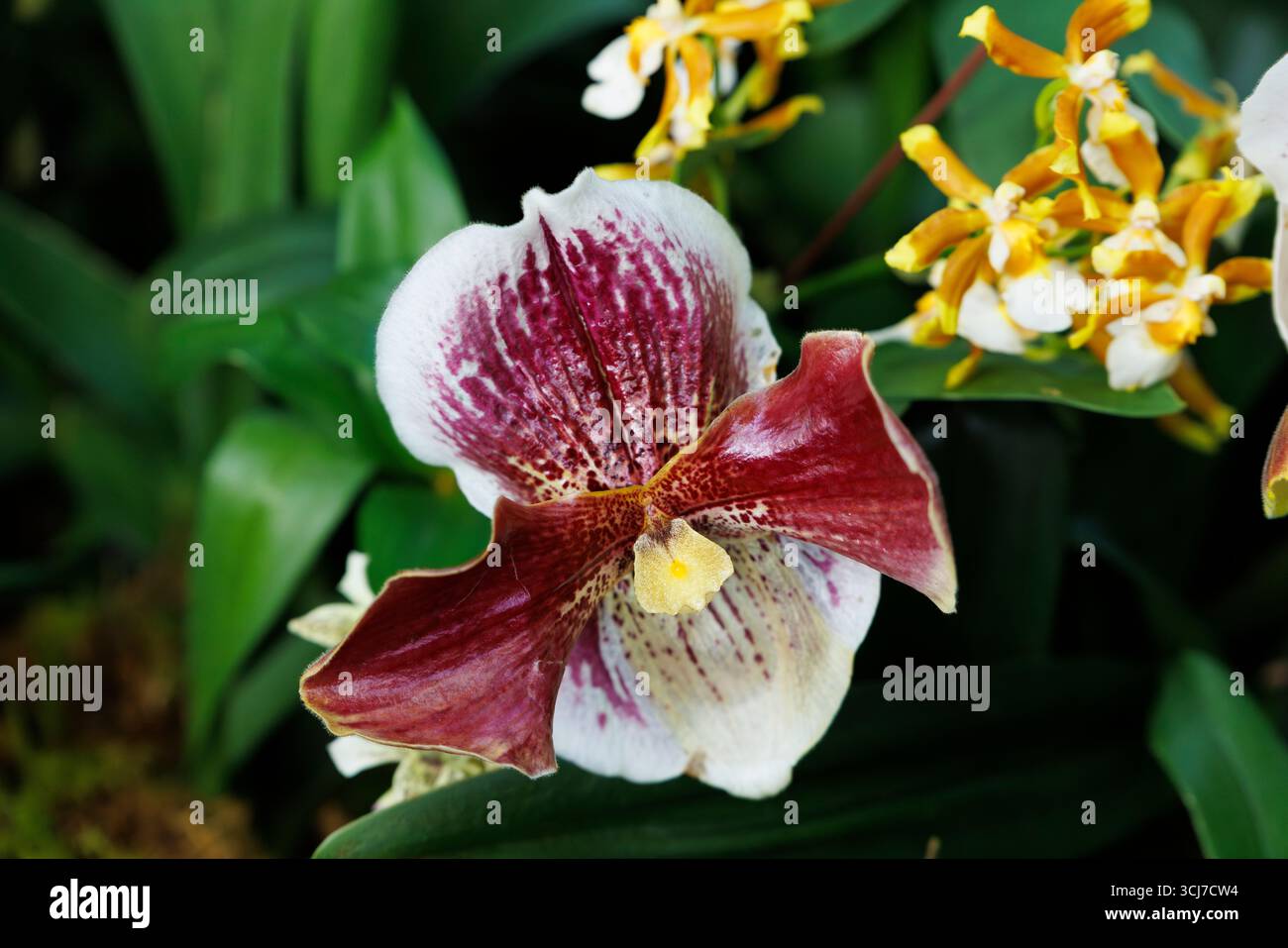 Eine venus Hausschuh-Orchidee mit becherähnlichen Blüten mit Blütenblättern, die rote, weiße, rosa und gelbe Farben aufweisen Stockfoto