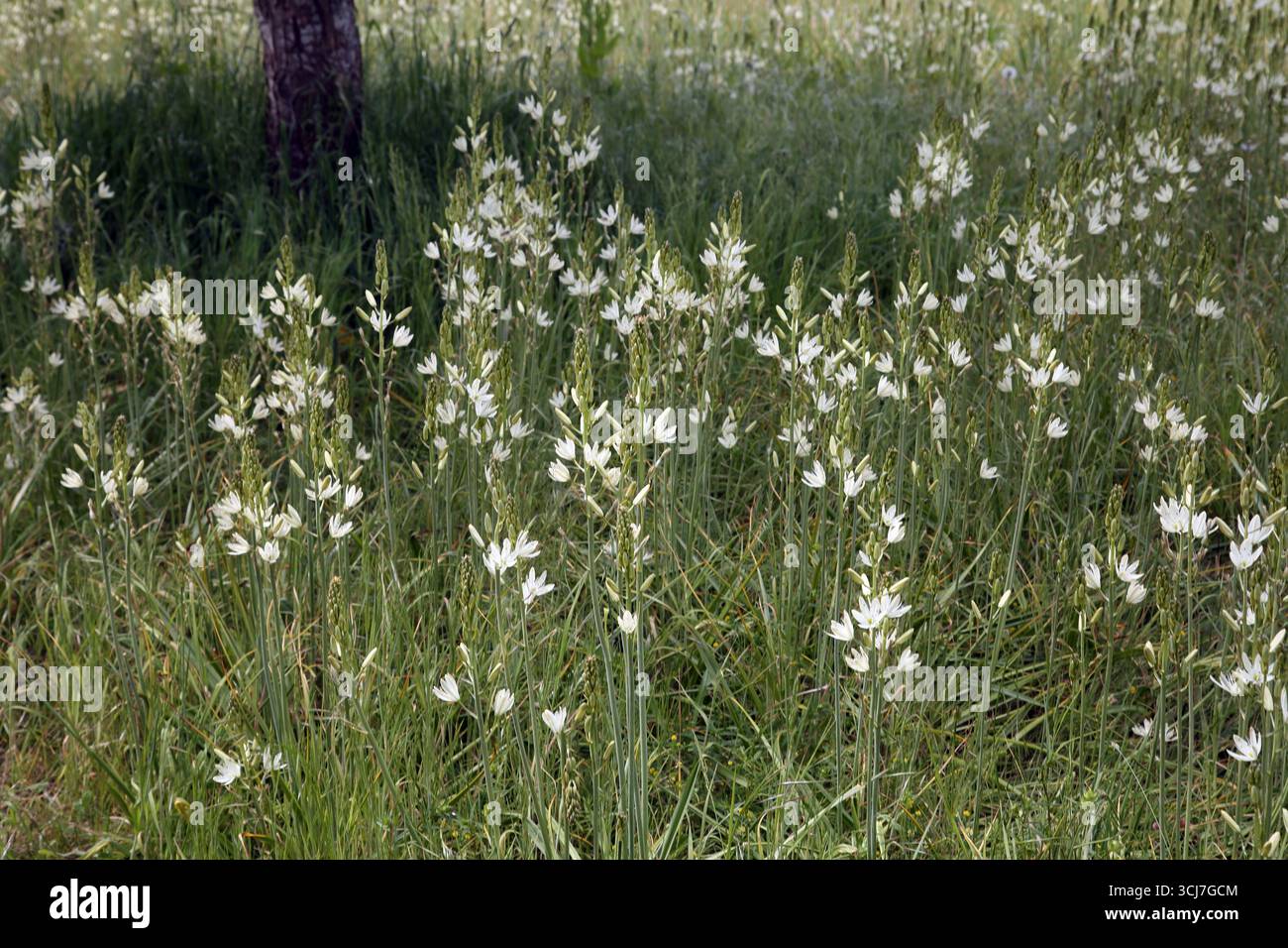 Weiße Kamassien wachsen im Garten im Mai Surrey England Stockfoto