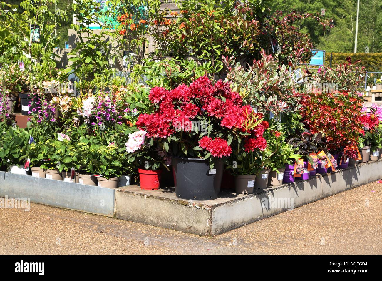 Rhododendron, Hortensien und Red Robin im Garden Centre im Wisley RHS Garden Surrey England Stockfoto
