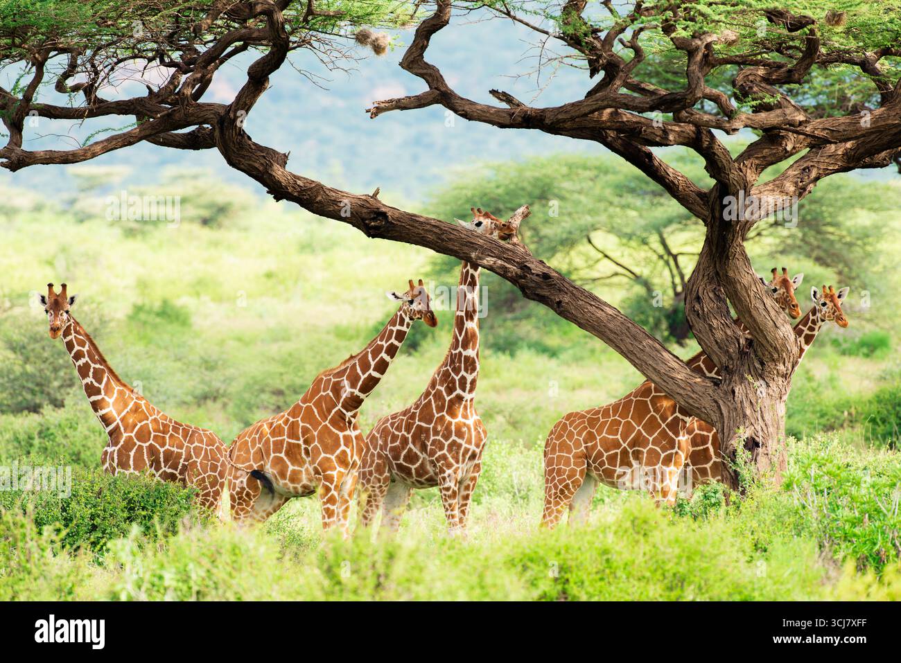 Eine Familie von Netzgiraffen (Giraffa reticulata) unter einem Baum im Samburu National Reserve Kenia Stockfoto