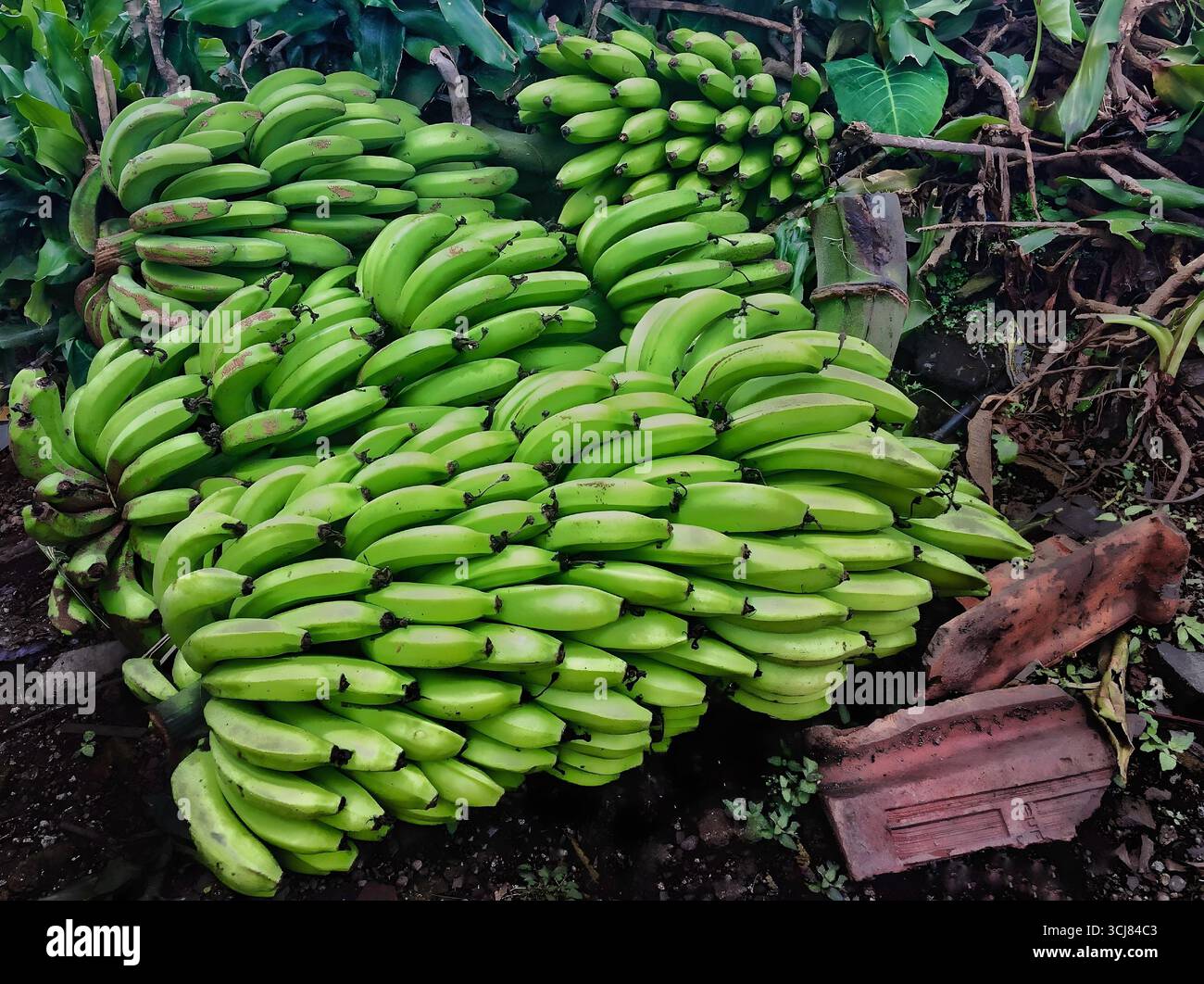 Frisch geerntete grüne Bananen auf dem Boden in ländlicher Umgebung. Lembang, Bandung, Indonesien, 5. Oktober 2018 Stockfoto