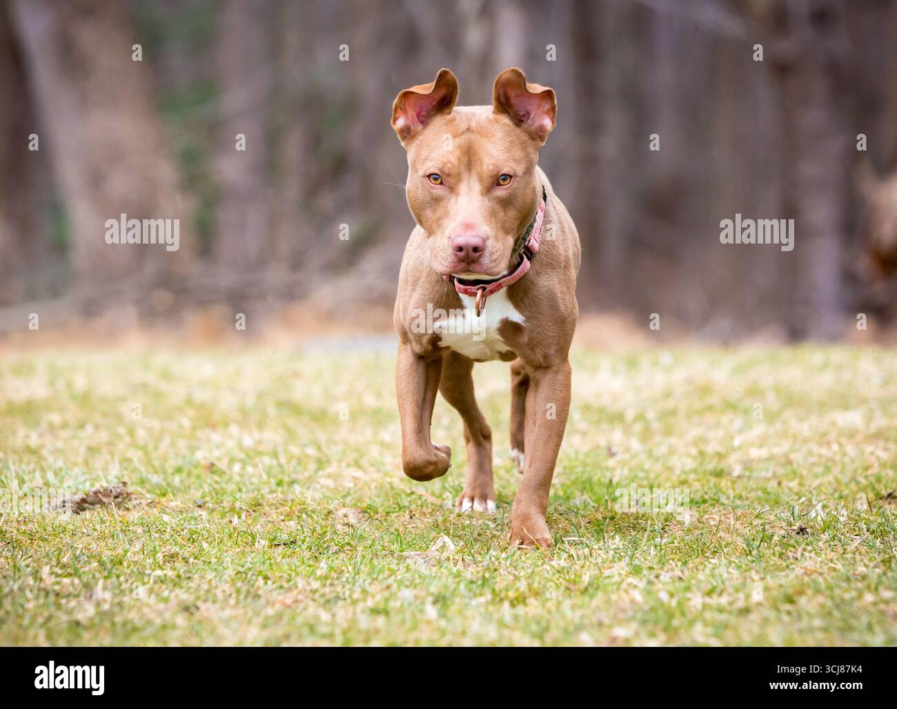 Ein brauner Pit Bull Terrier Mischhund, der draußen auf die Kamera zugeht Stockfoto