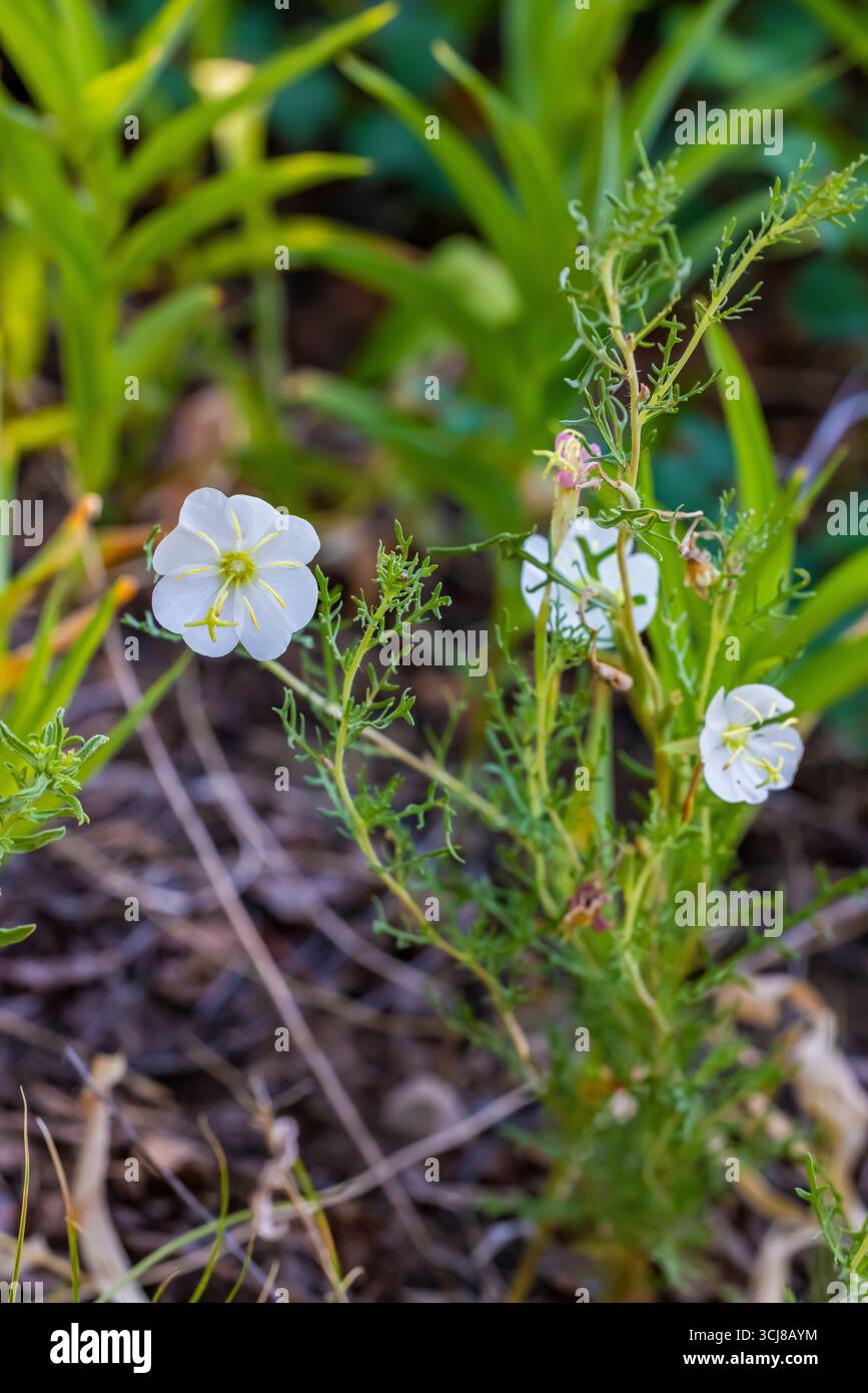Pale Evening Primrose, Oenothere pallida var. Runcinata am Montville Nature Trail im Great Sand Dunes National Park and Preserve, Colorado, USA Stockfoto