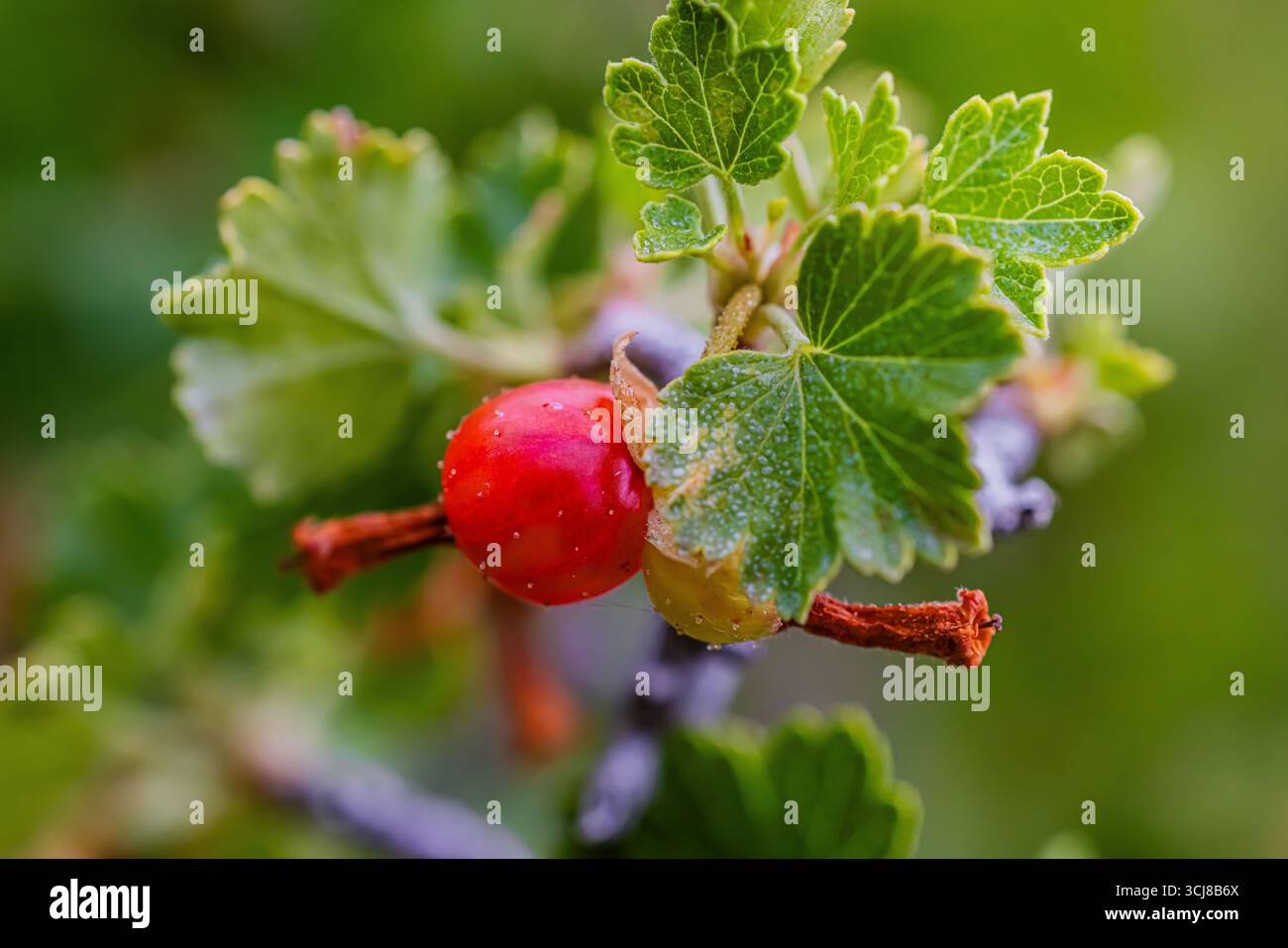 Wachskorbeere, Ribes Cereum, mit Beeren im Great Sand Dunes National Park and Preserve, Colorado, USA Stockfoto