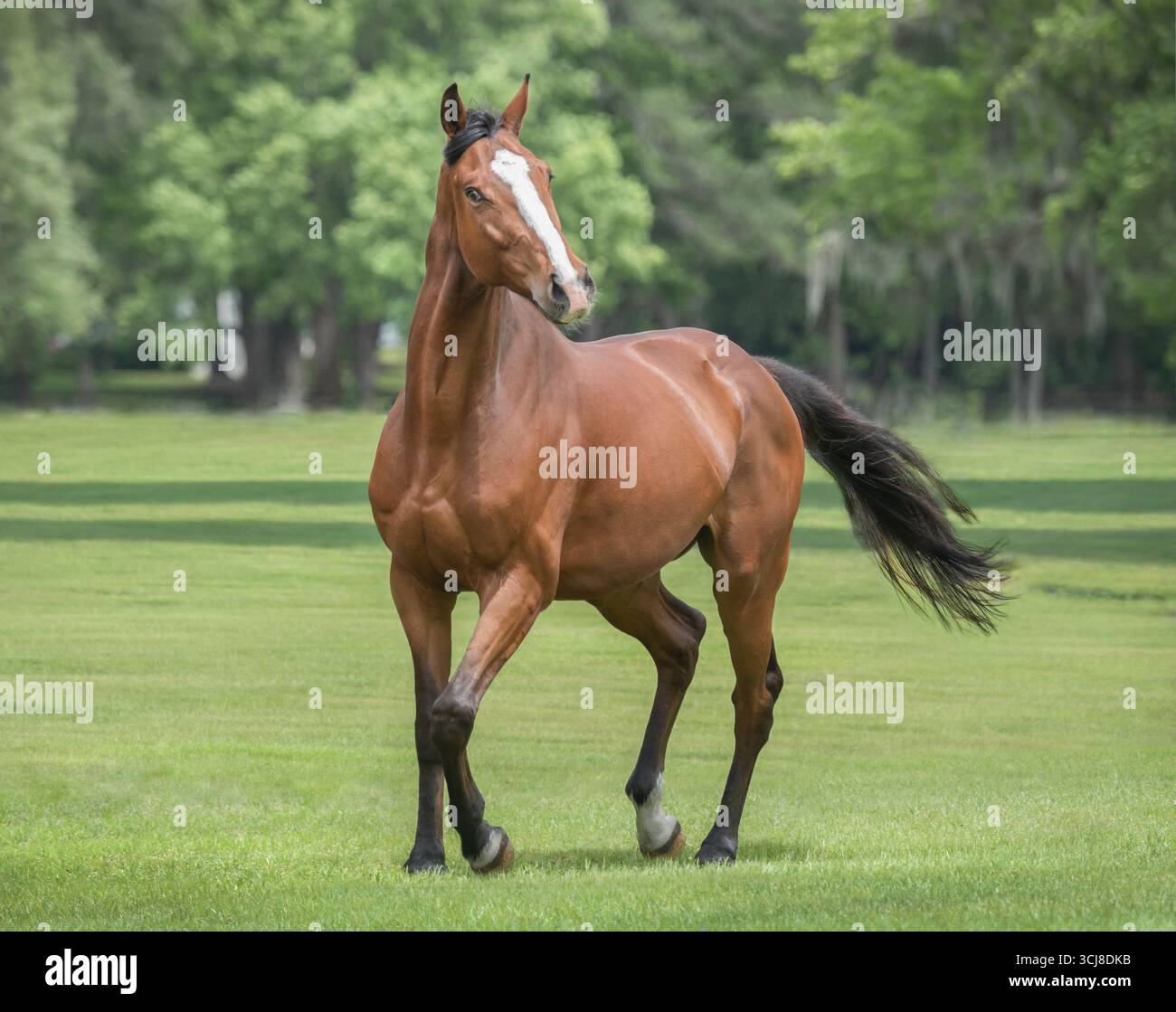 Erwachsene männliche Vollblut-Sport-Pferdewallach spielt auf dem Grasfeld Stockfoto