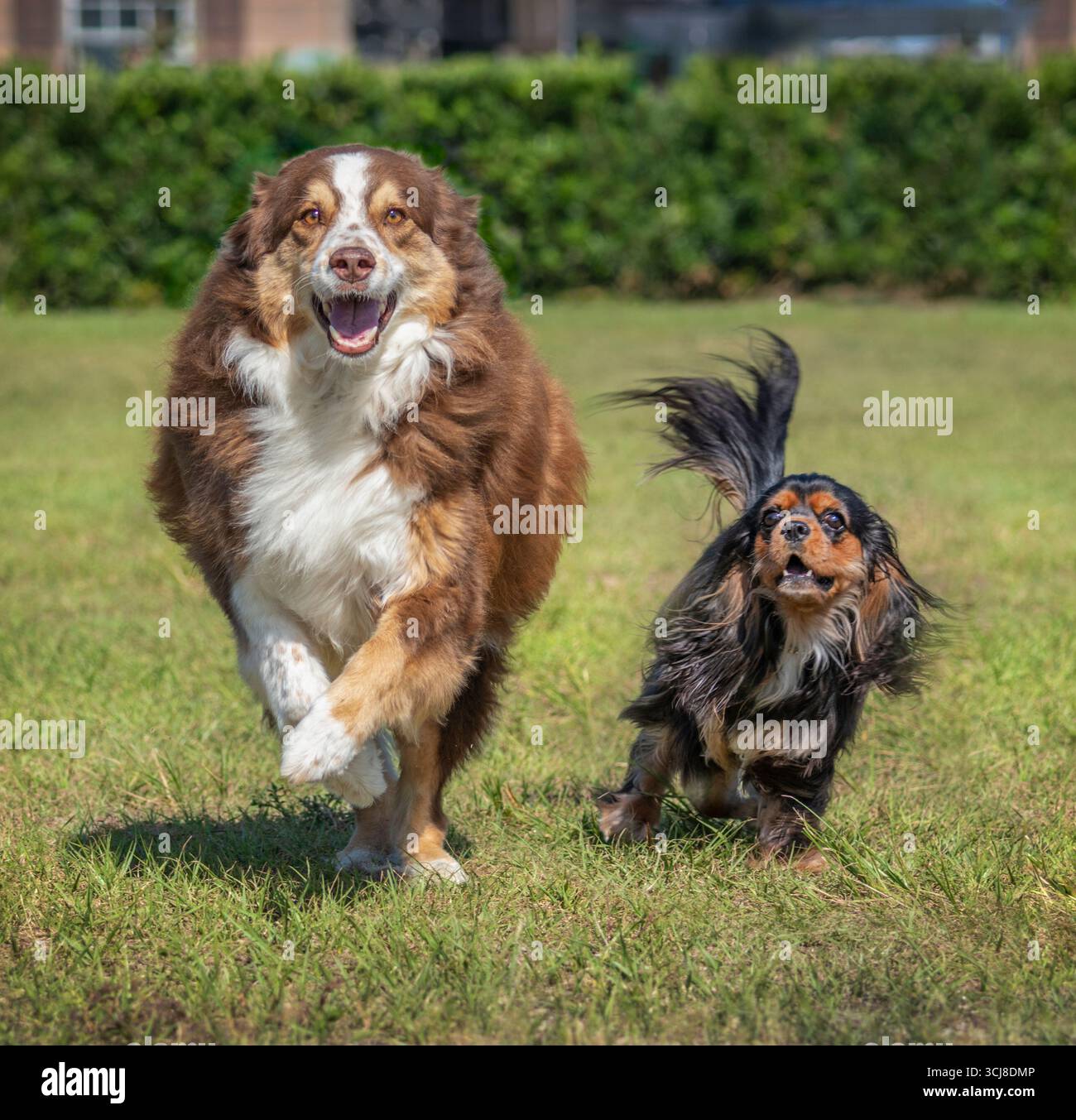 Ausgewachsener australischer Schäferhund und Cavalier King Charles Spaniel Hund, der auf Gras läuft. Stockfoto