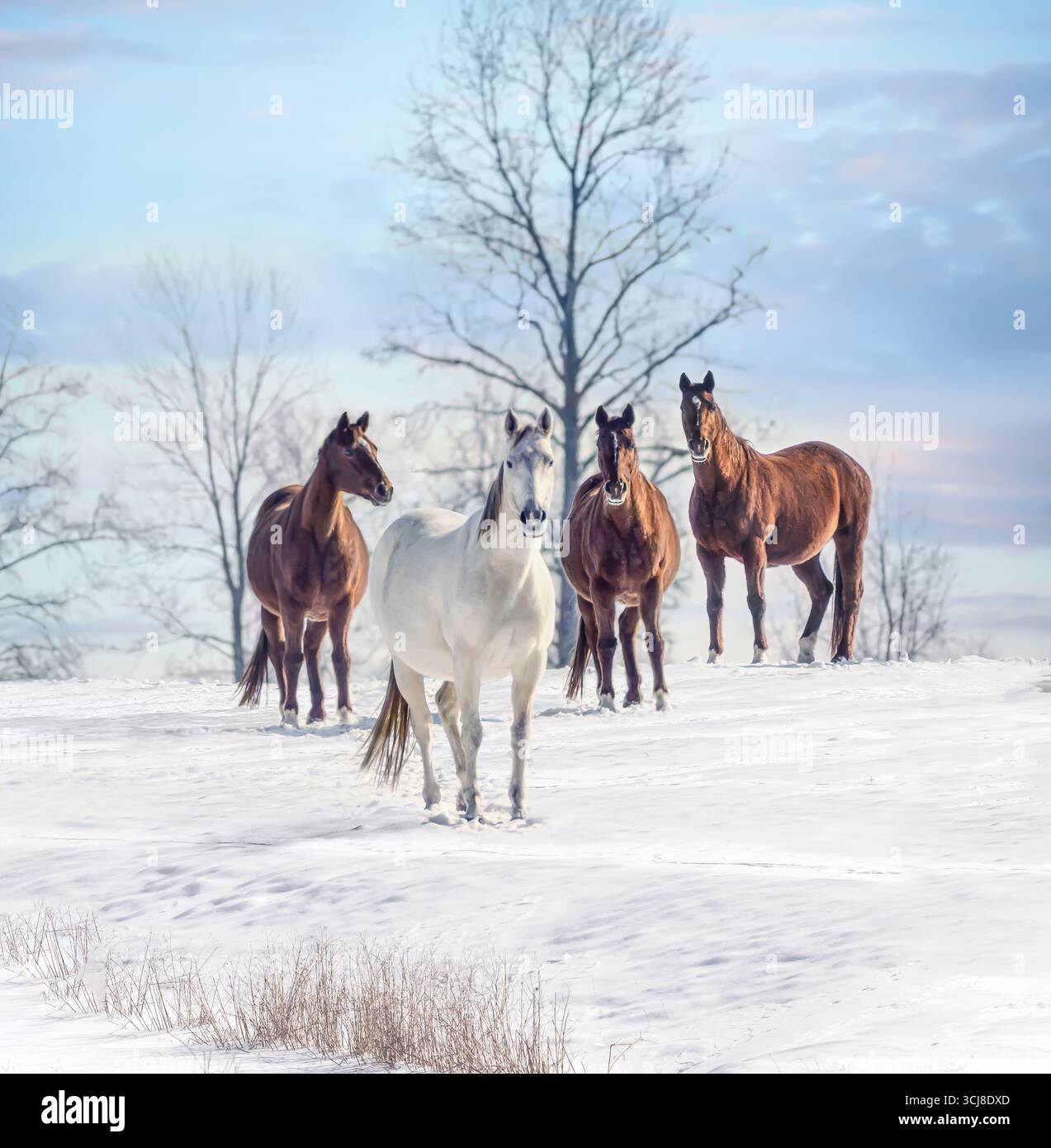 Vier Erwachsene weibliche Vollblutpferdestuten auf verschneiten Winterfeldern Stockfoto